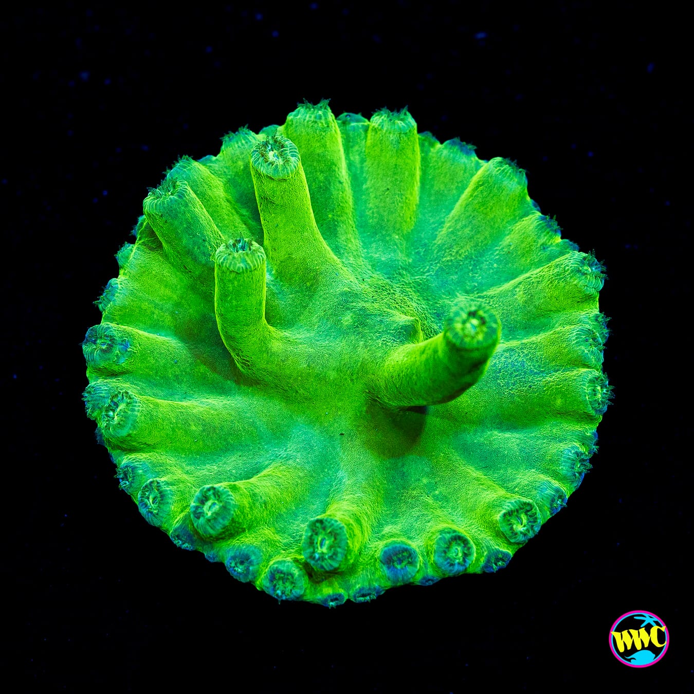 WWC Neon Heron Turbinaria - Actinic Photo