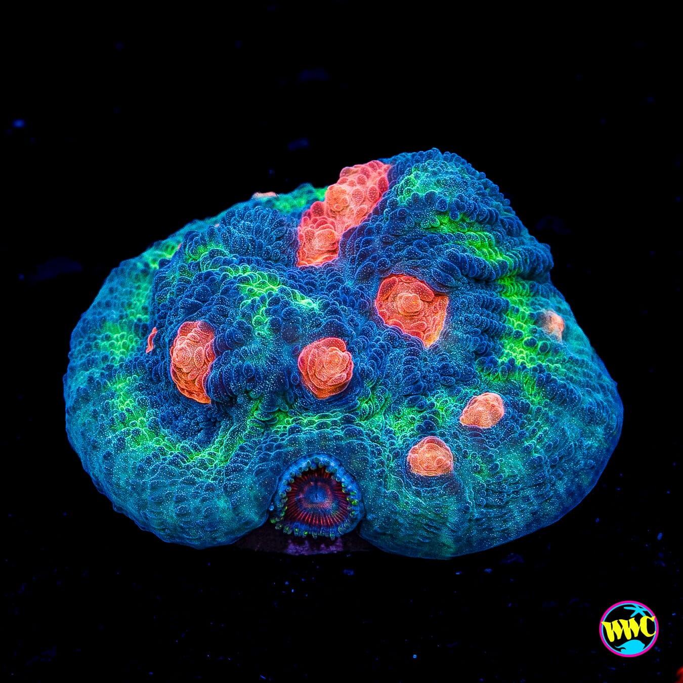 WWC Pumpkin Head Chalice - Actinic Photo