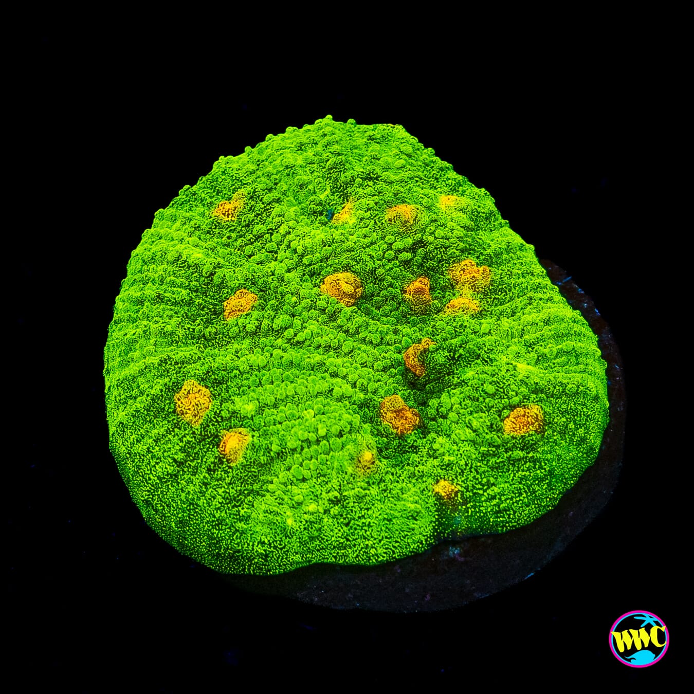 WWC Space Invader Chalice - Actinic Photo