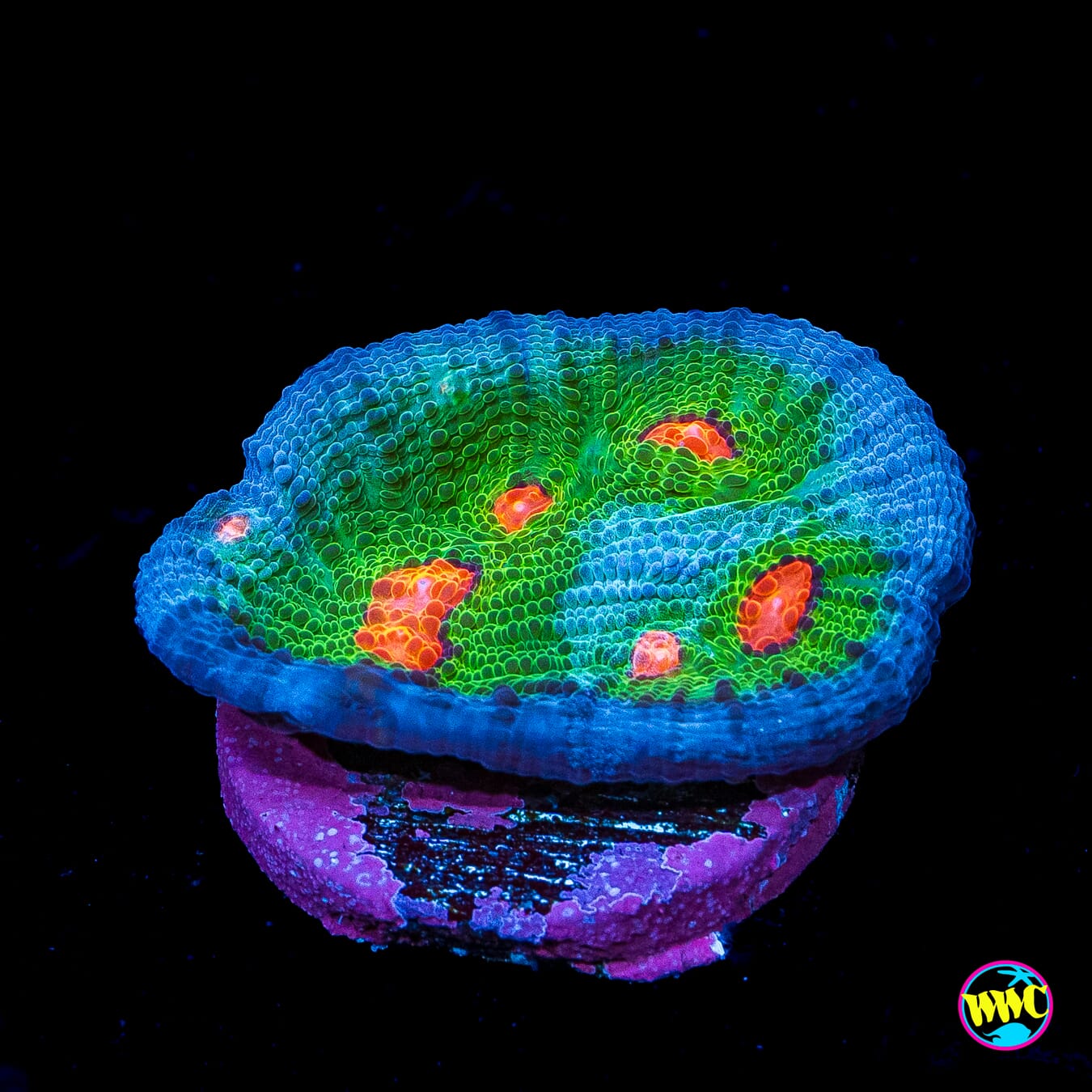 WWC Alien Agent Chalice - Actinic Photo