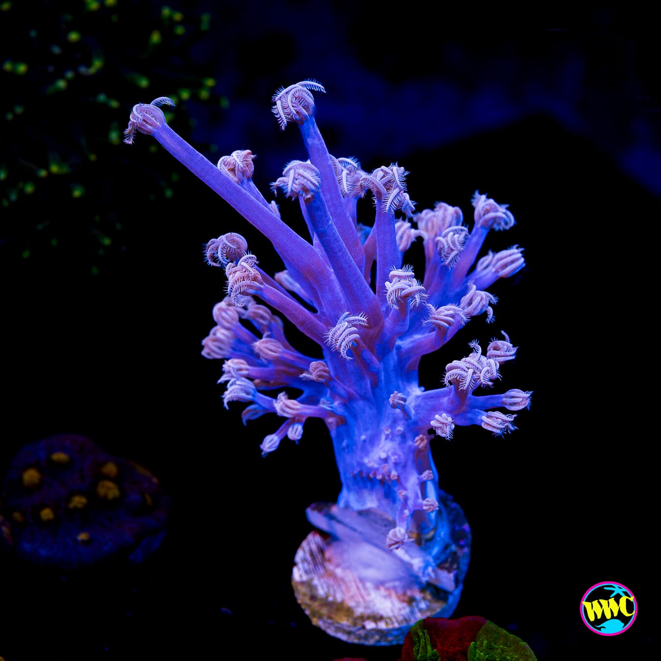 WWC Purple Cespitularia - Actinic Photo