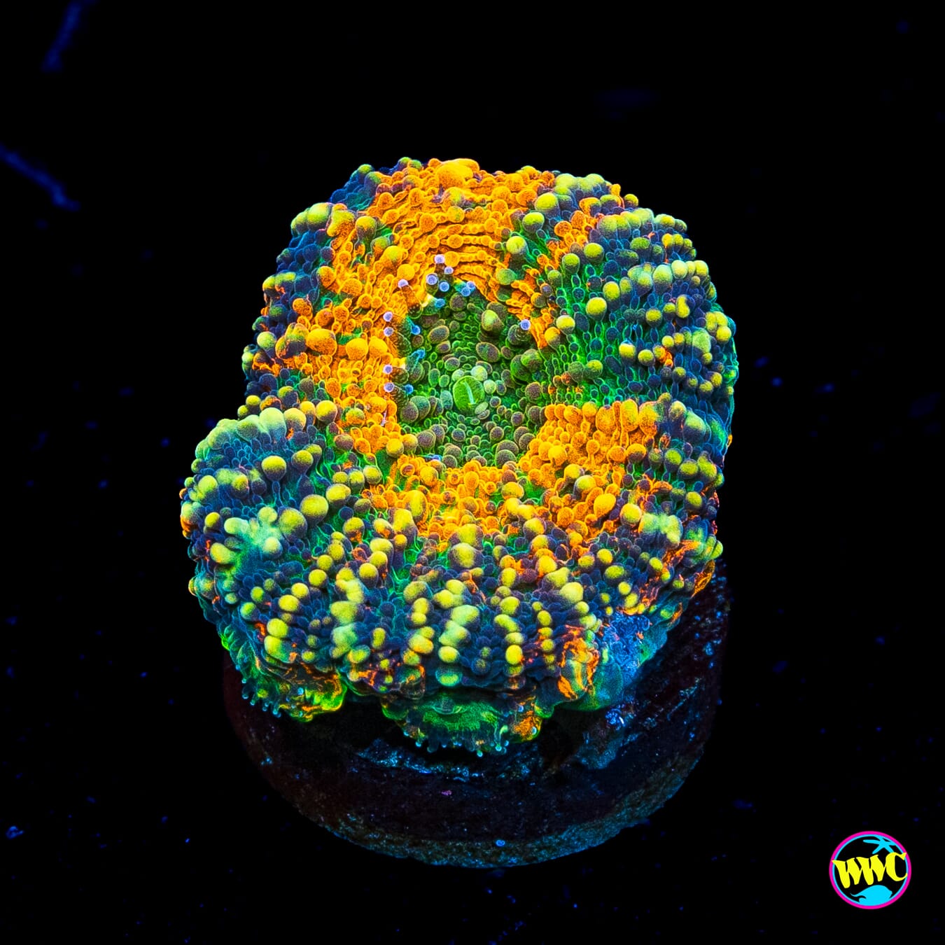 WWC Chemical Romance Echinata - Actinic Photo