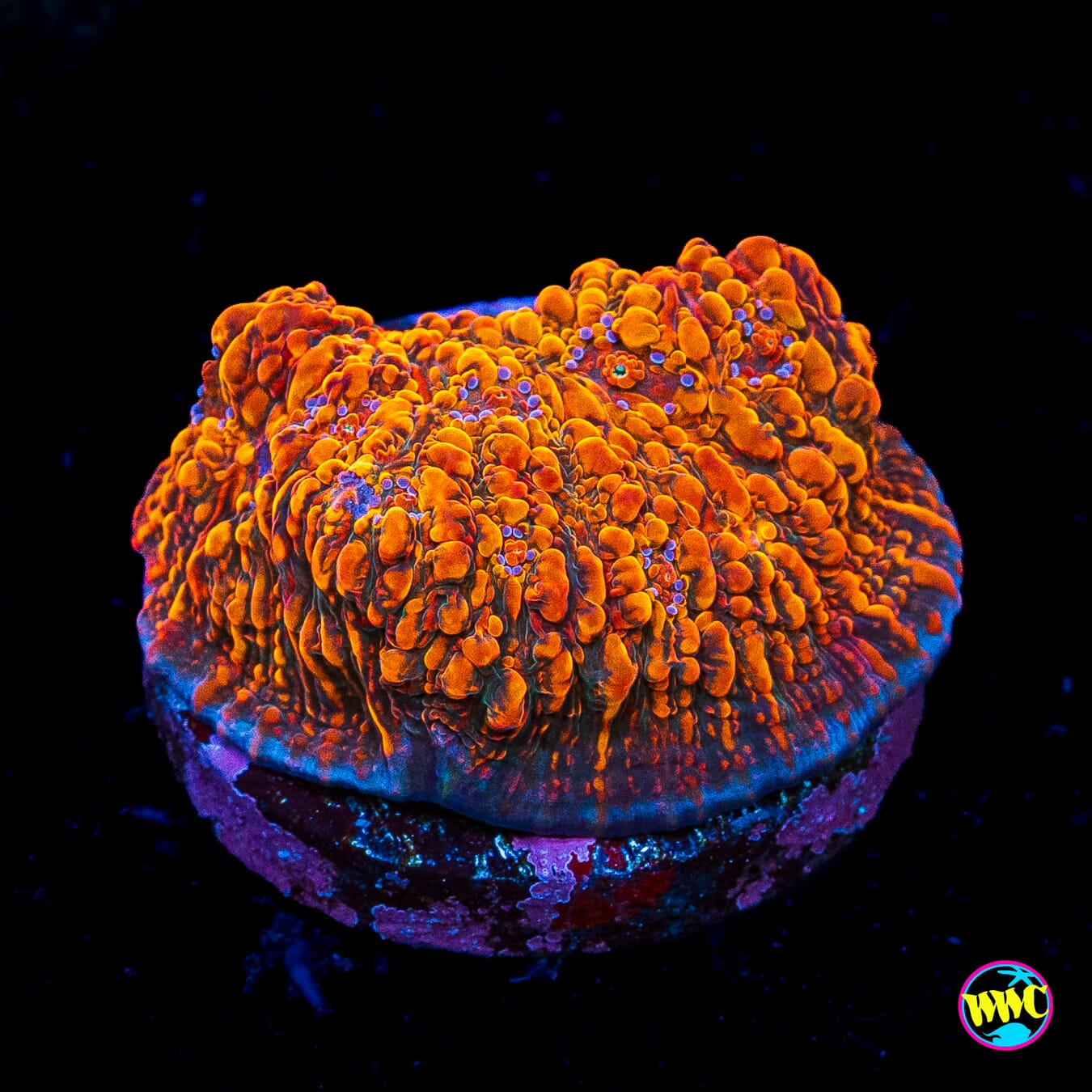 WWC Seared Stellaria Chalice - Actinic Photo