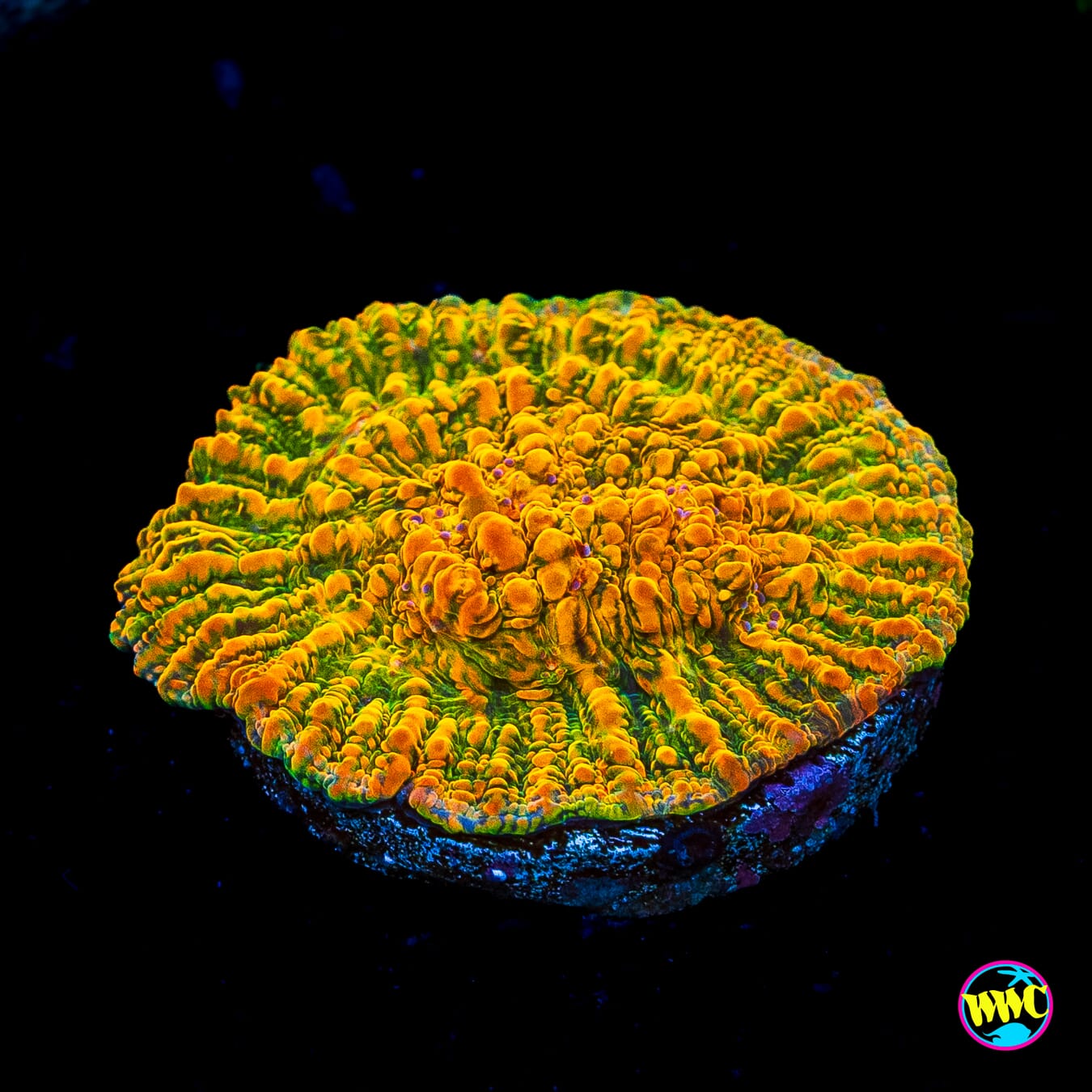 WWC Stellaria Chalice - Actinic Photo