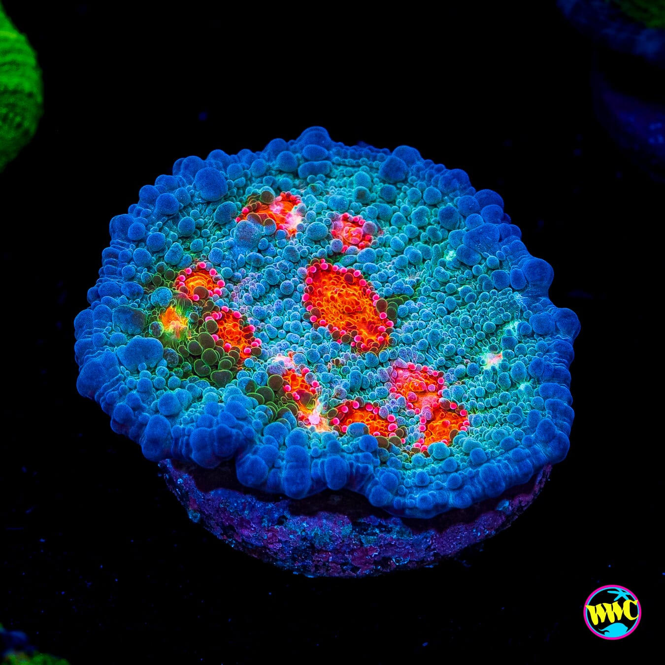 WWC Boogie Man Chalice - Actinic Photo