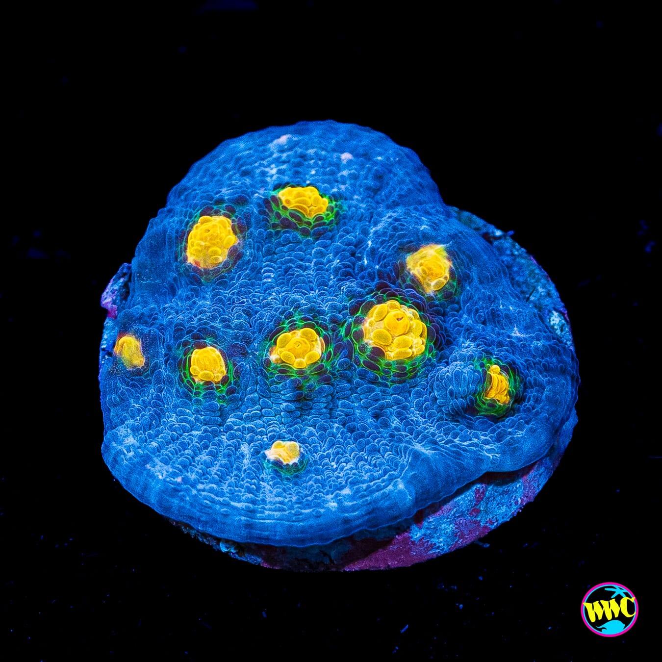 WWC Lucy in the Sky Chalice - Actinic Photo