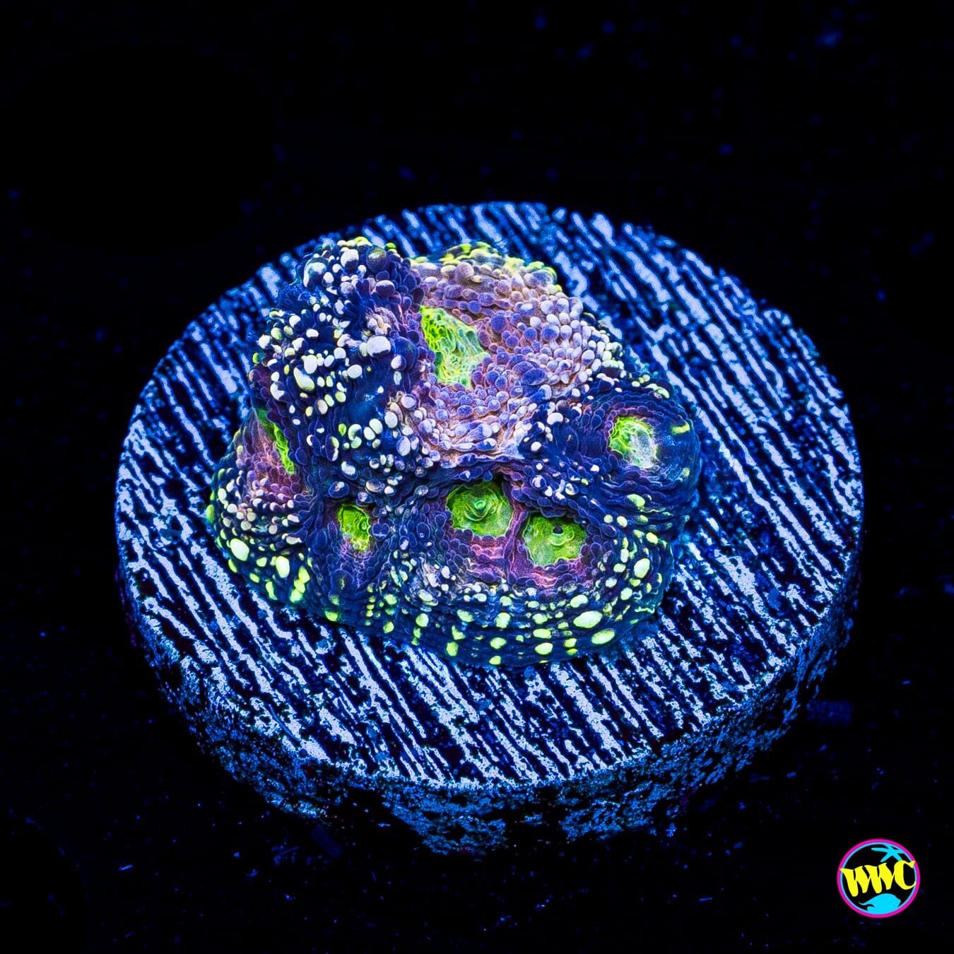 WWC Darkside Echinata - Actinic Photo