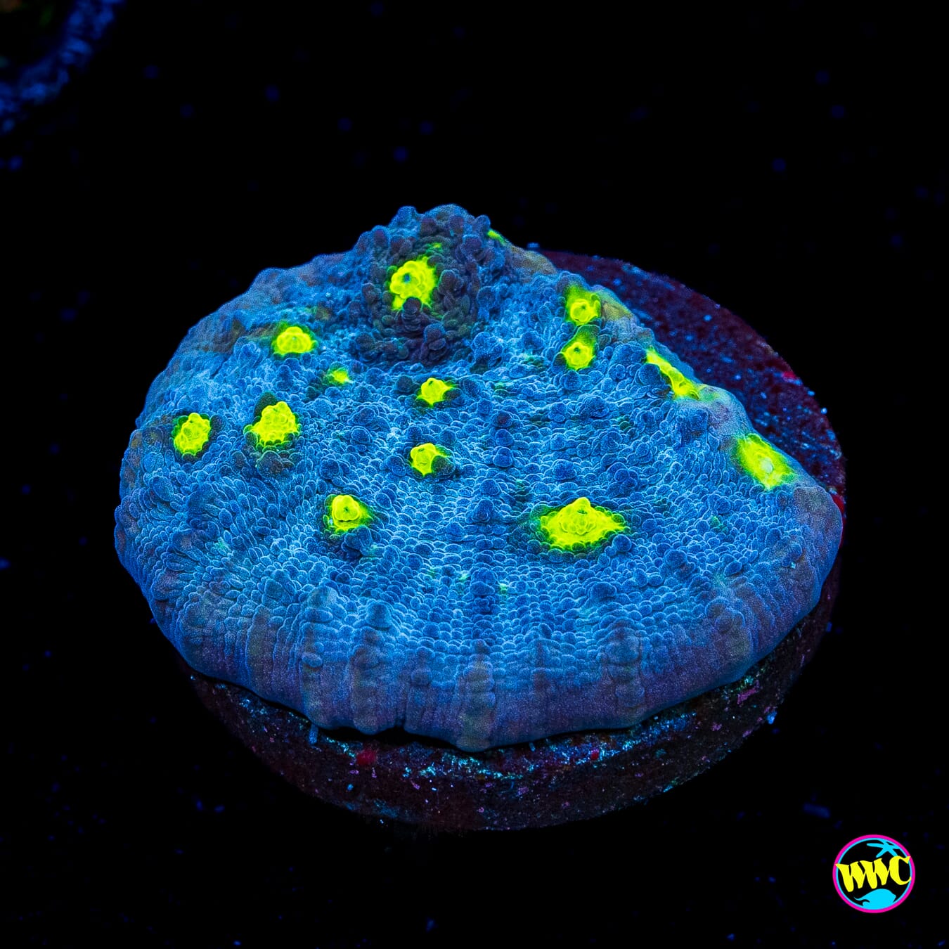 WWC Lime in the Sky Chalice - Actinic Photo