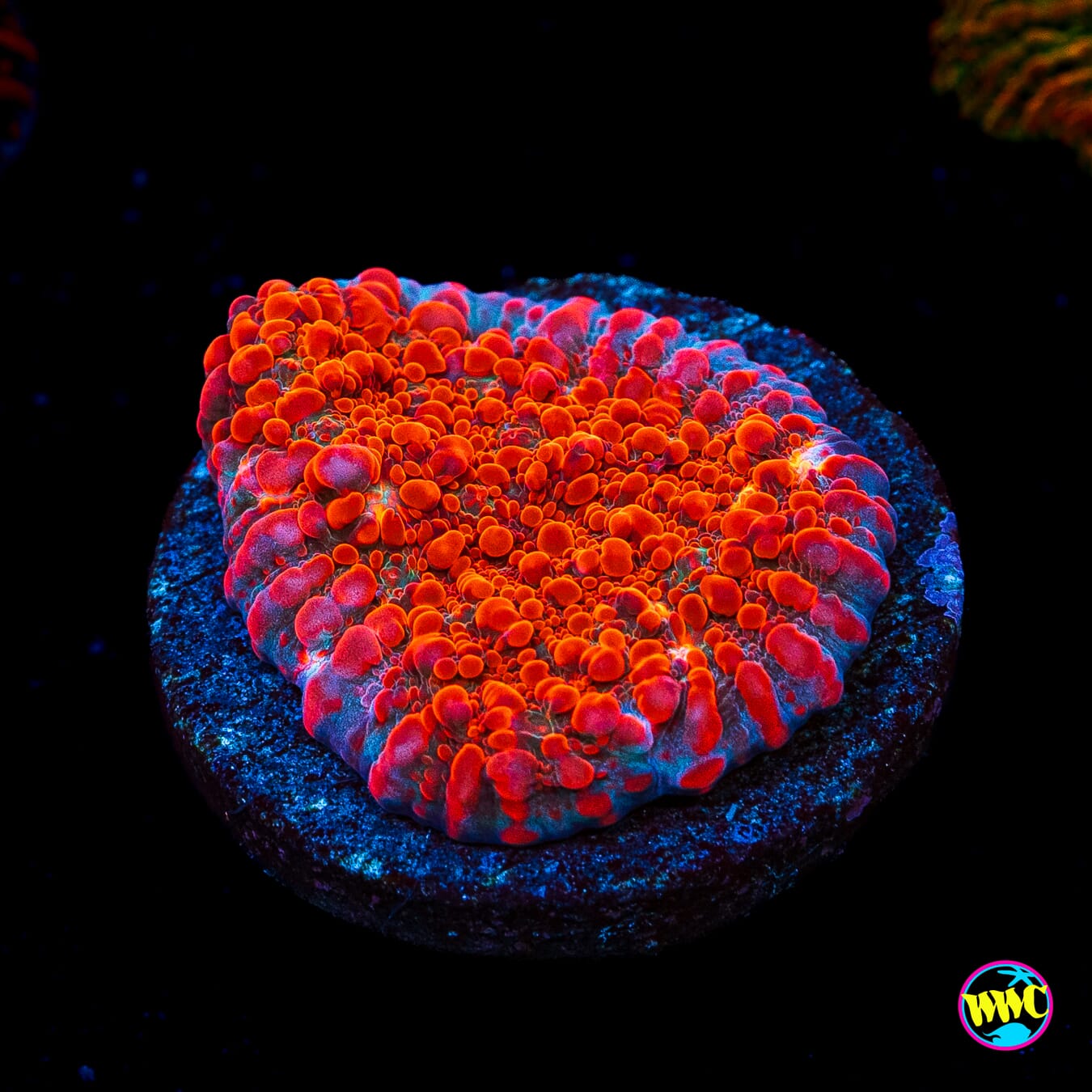 WWC Inferno Chalice - Actinic Photo
