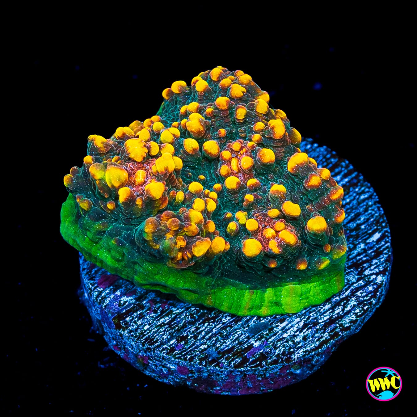 WWC Mountain Dew Chalice - Actinic Photo