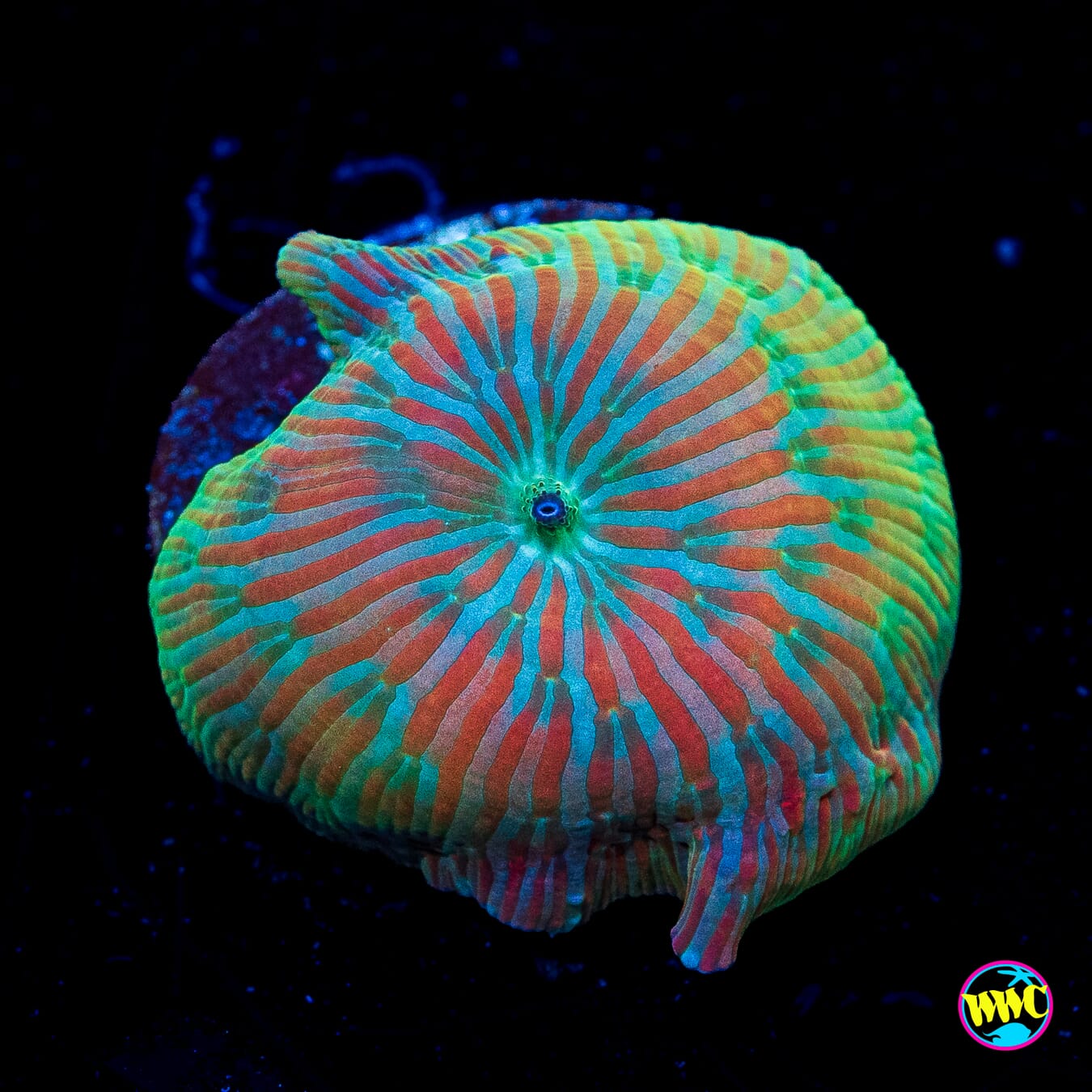 Red Zebra Disco Mushroom - Actinic Photo