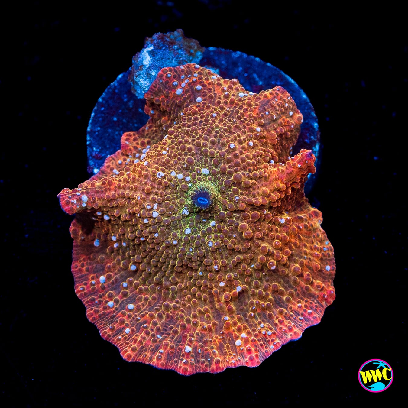 Trojan Horse Disco Mushroom - Actinic Photo