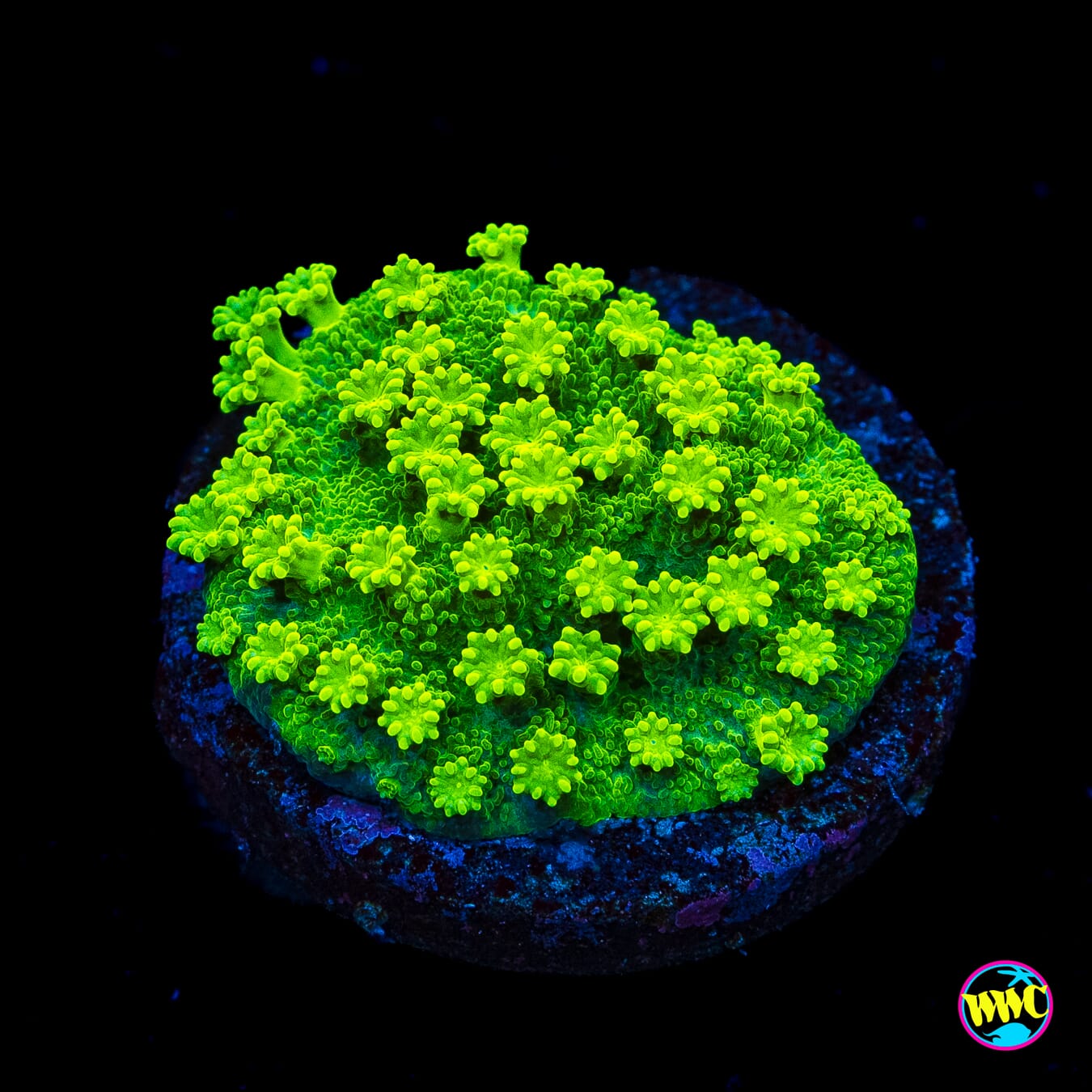 WWC Neon Astreopora - Actinic Photo