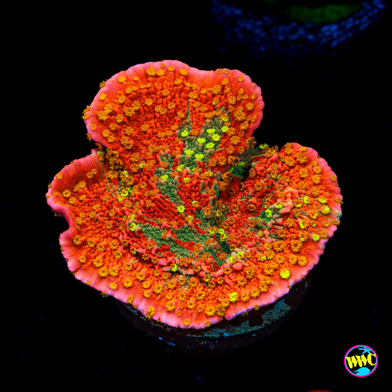 WWC Sunfire Grafted Cap Montipora - Actinic Photo