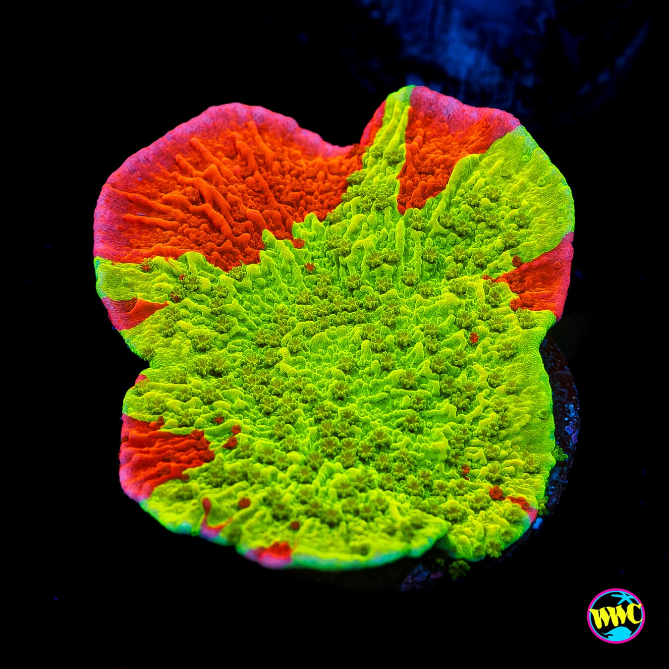 WWC Jaw Breaker Grafted Montipora - Actinic Photo
