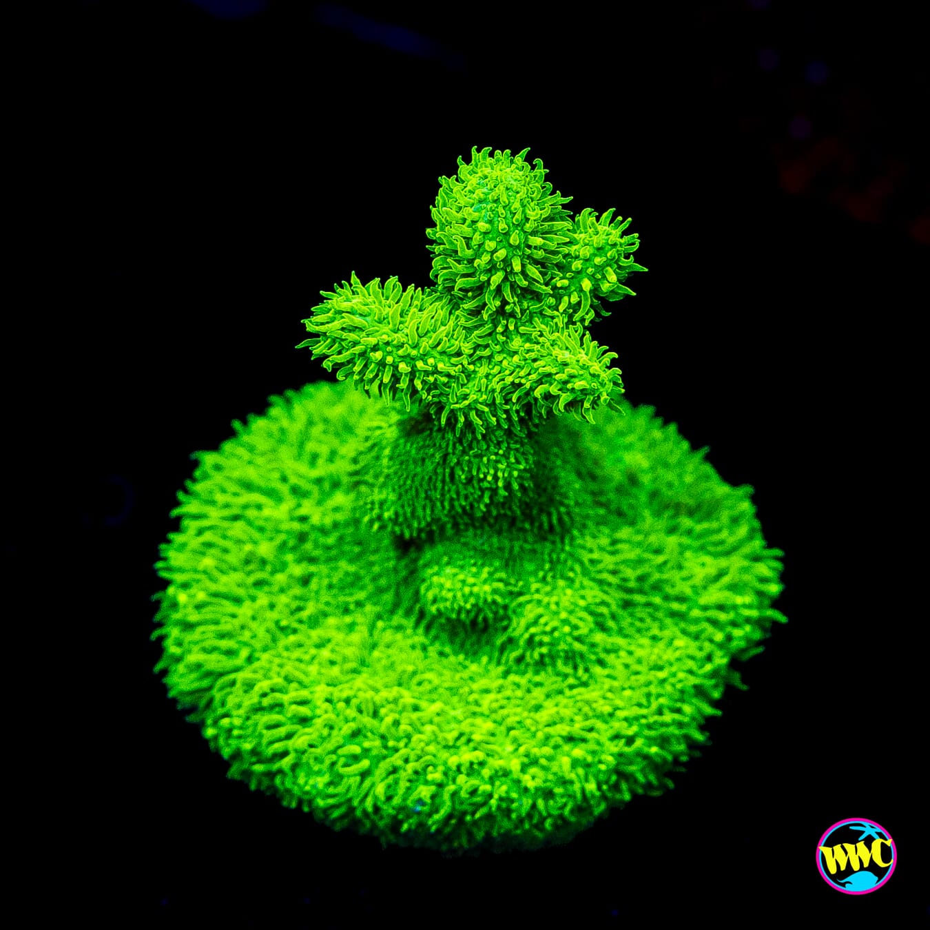 ORA Kelly Green Psammocora - Actinic Photo