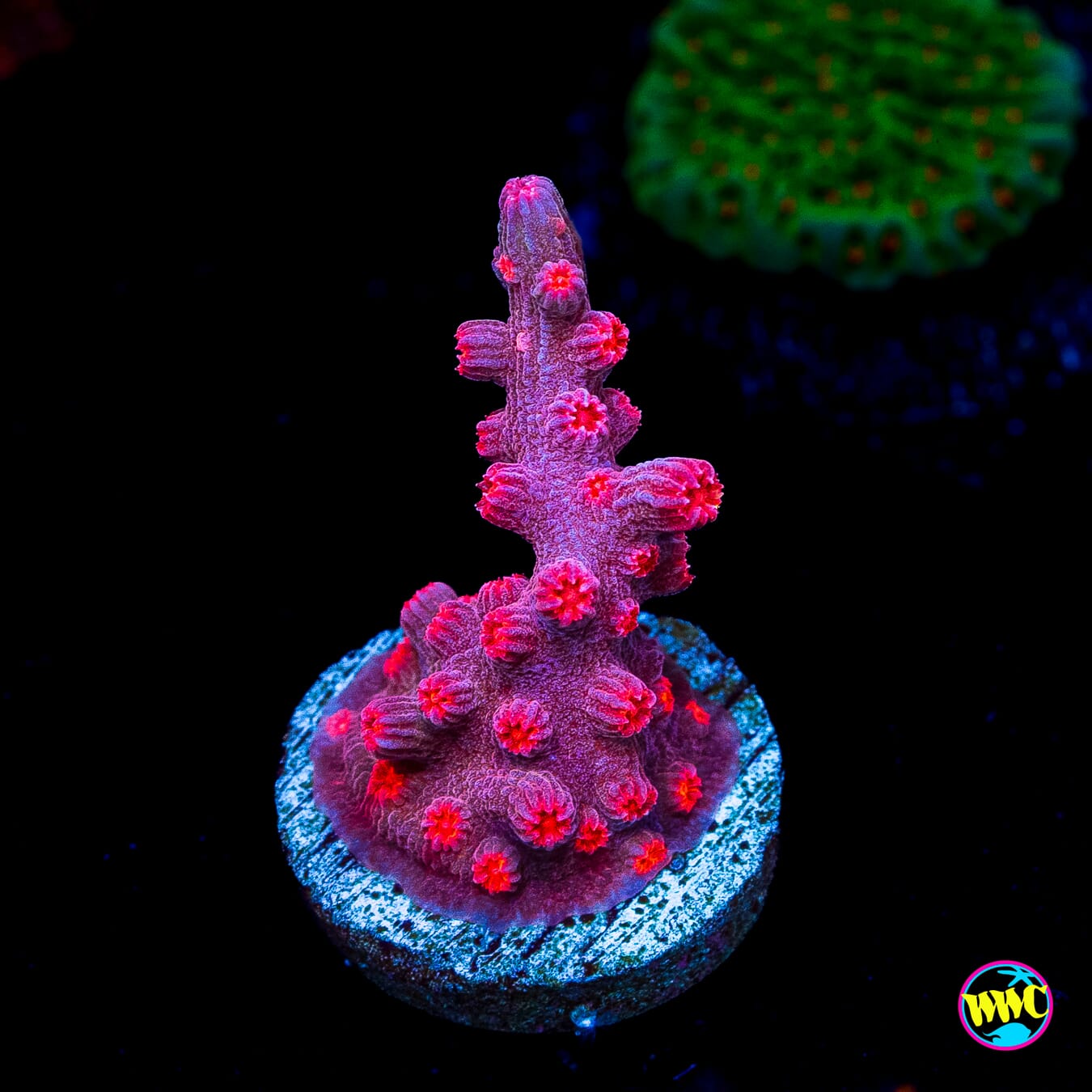 WWC Strawberry Branching Cyphastrea - Actinic Photo