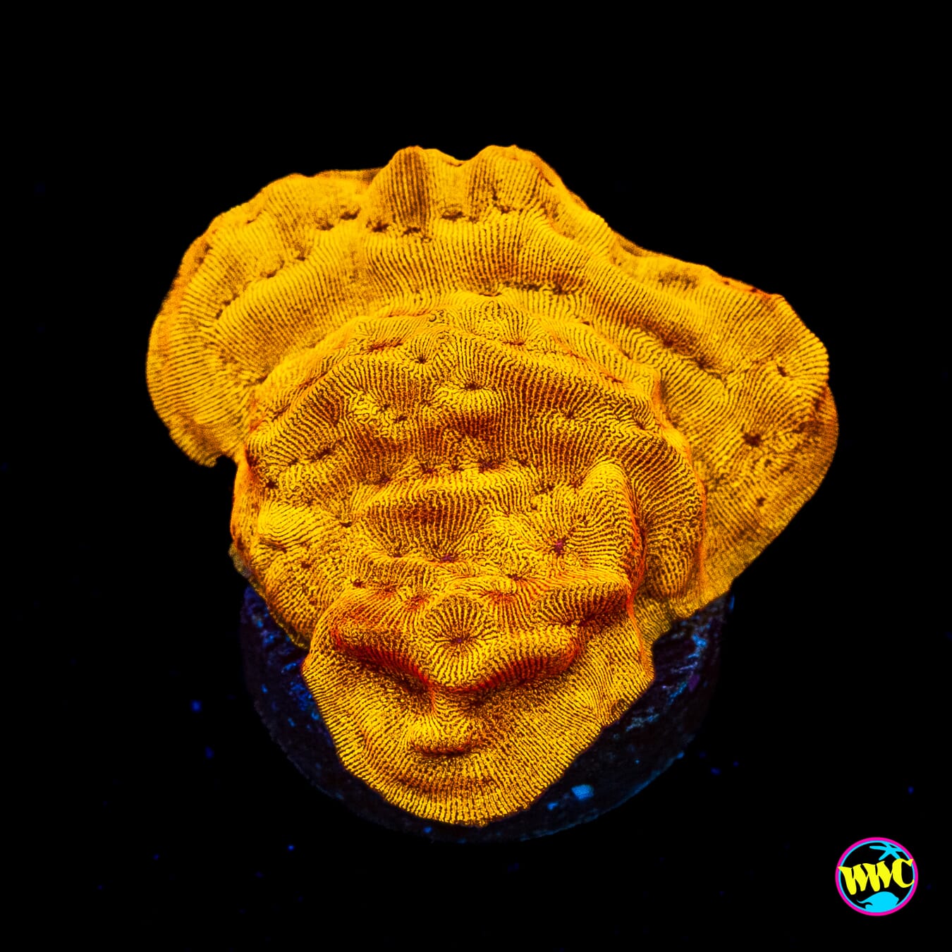 CC Tangerine Juice Leptoseris - Actinic Photo