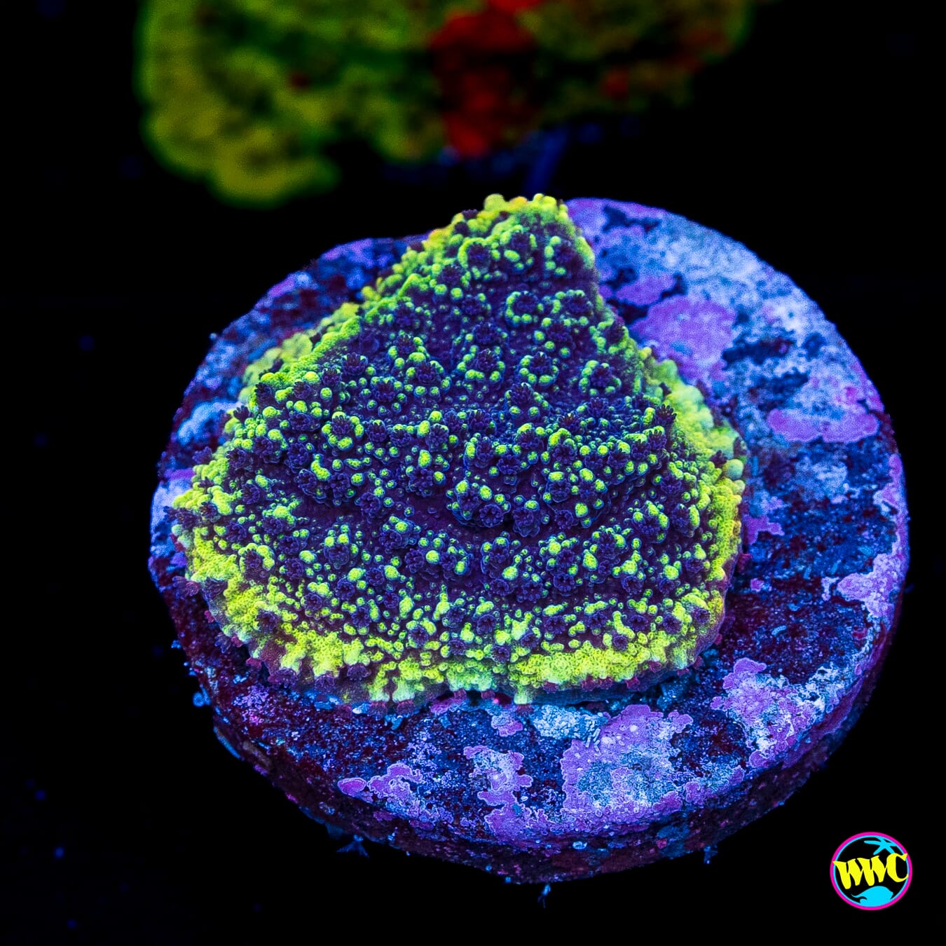 WWC Slush Puppy Montipora - Actinic Photo