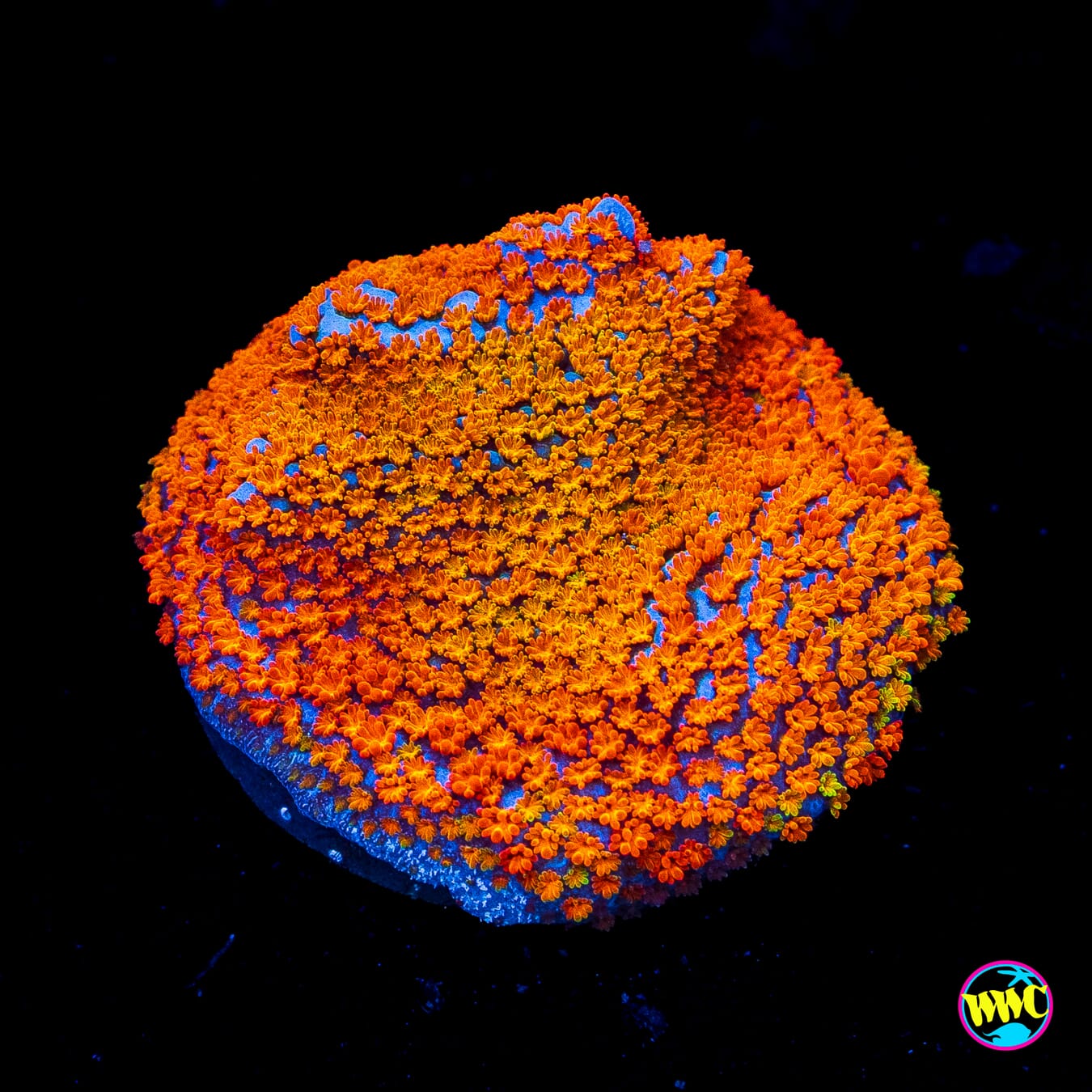 Jason Fox Rainbow Montipora - Actinic Photo