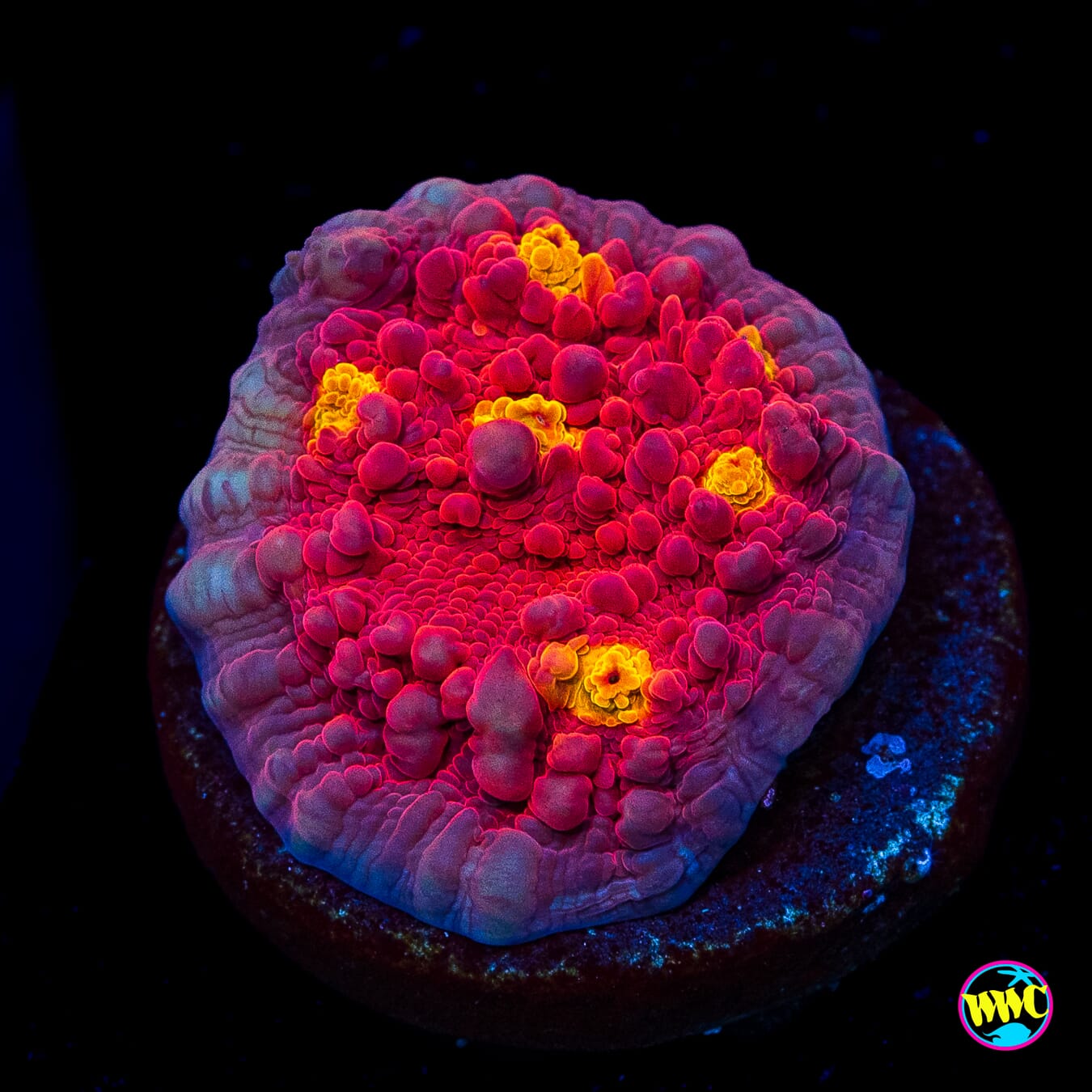 WWC Goldeneye Chalice - Actinic Photo