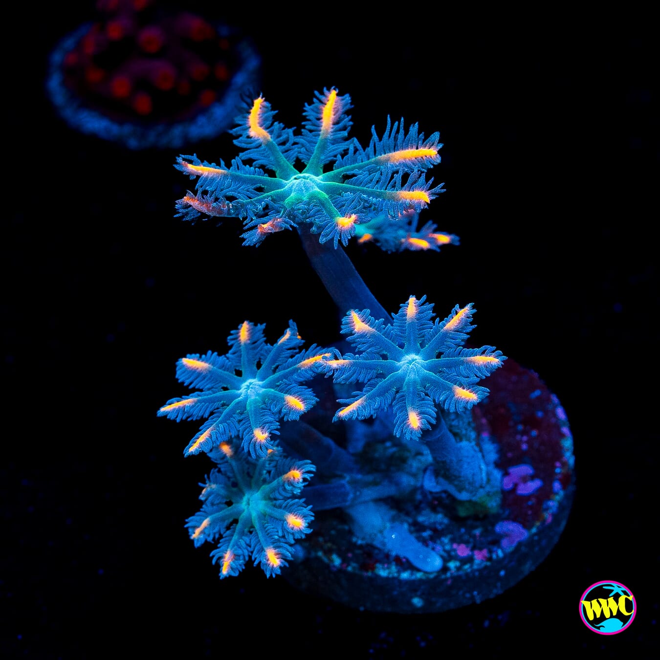 WWC Florida Squeeze Clove Polyps - Actinic Photo