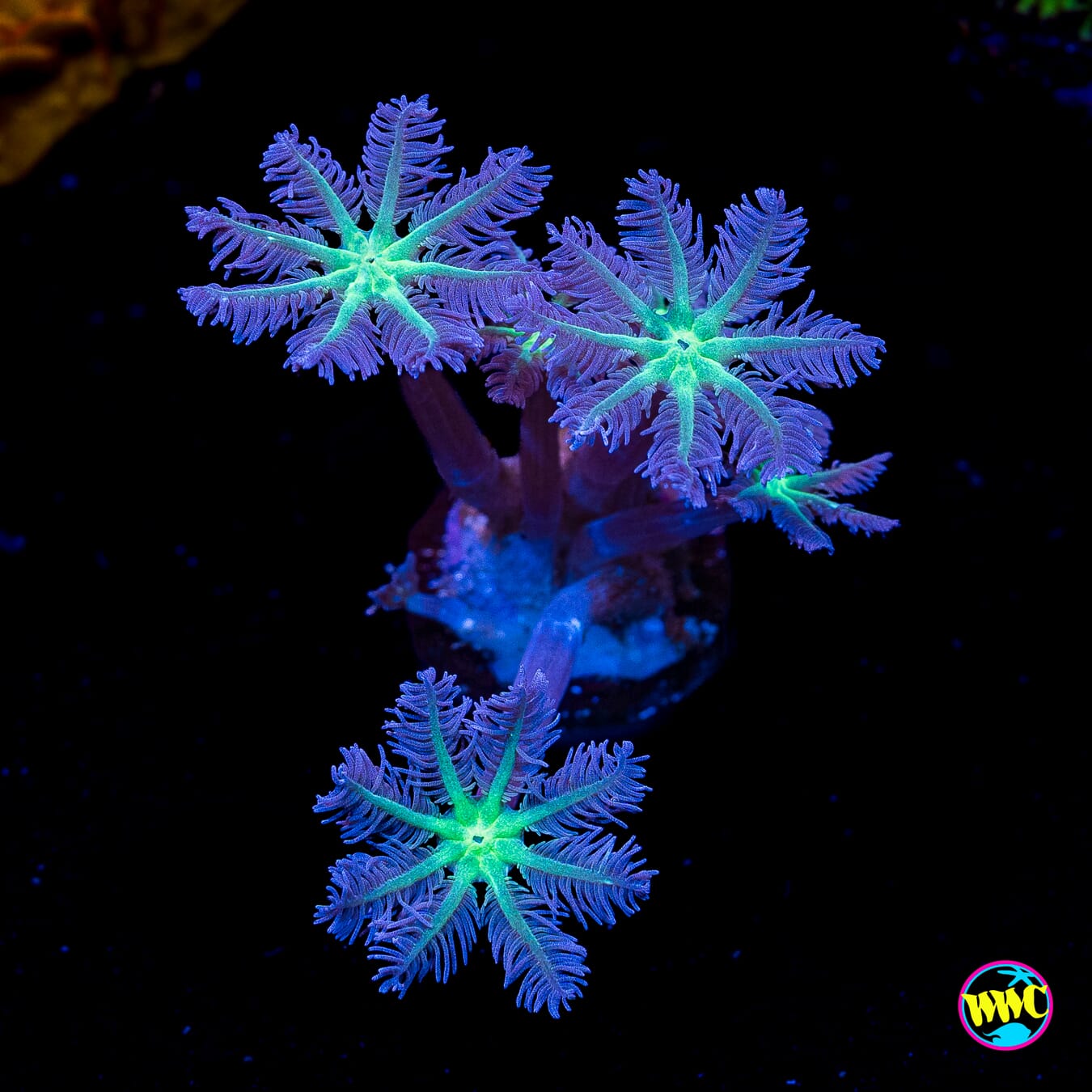 Neon Clove Polyps - Actinic Photo