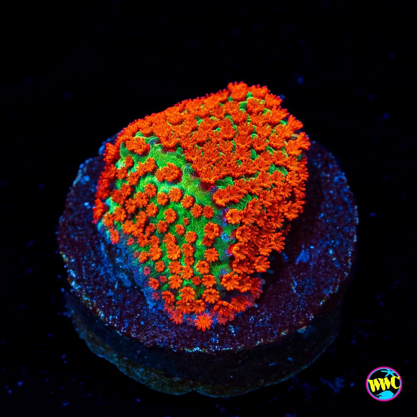 Reverse Sunset Montipora - Actinic Photo