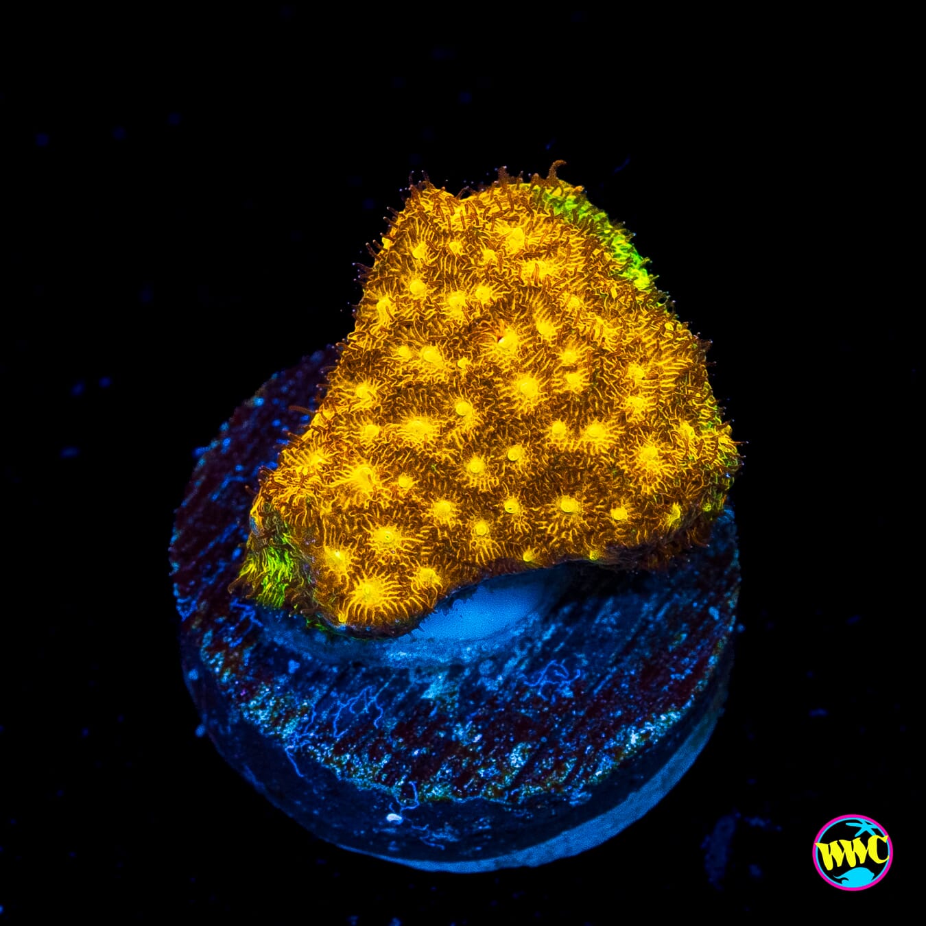 TG Watermelon Psammocora - Actinic Photo