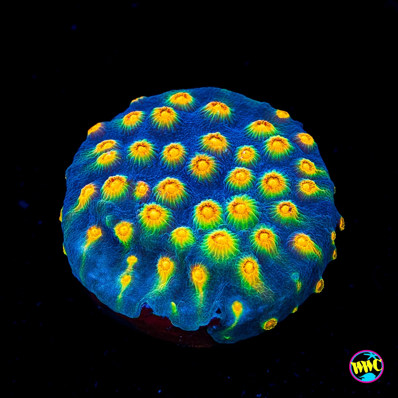 WWC Rainbow Madness Cyphastrea - Actinic Photo
