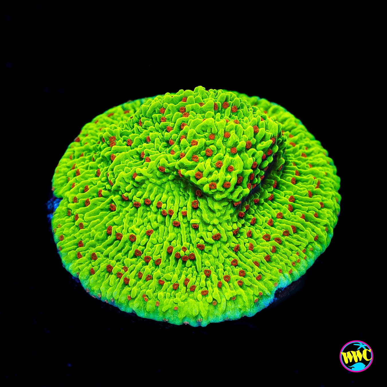 WWC Cousin Eddie's Toxic Montipora - Actinic Photo