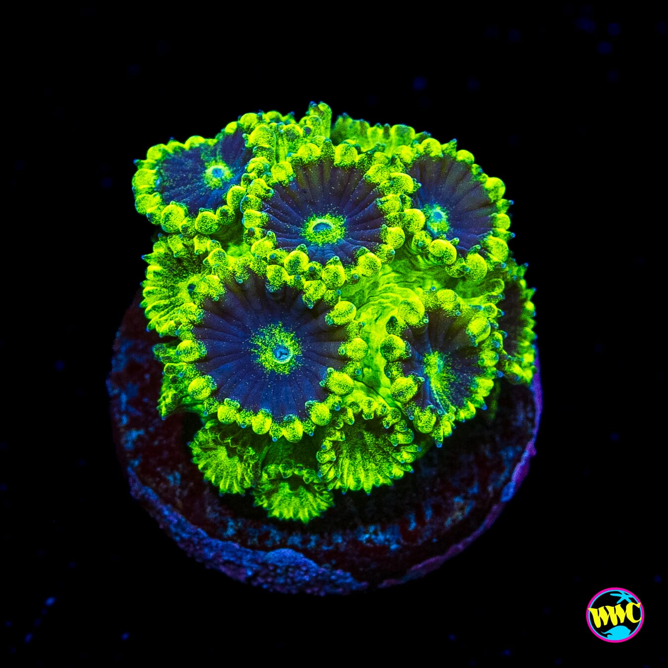 WWC Mint Chip Plesiastrea - Actinic Photo