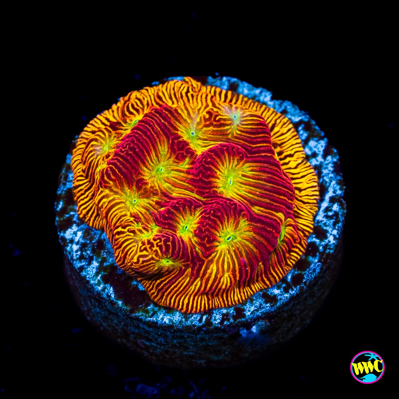 WWC Tan Lady Leptoseris - Actinic Photo