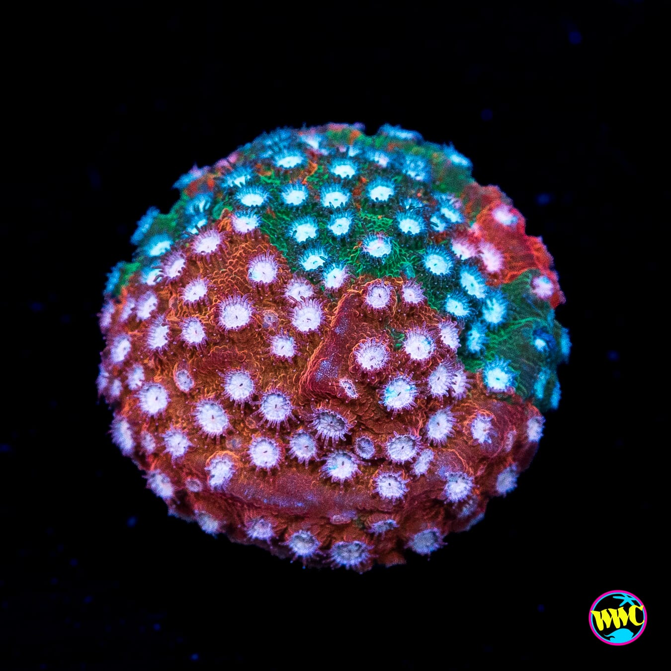 Jason Fox Fender Bender Cyphastrea - Actinic Photo