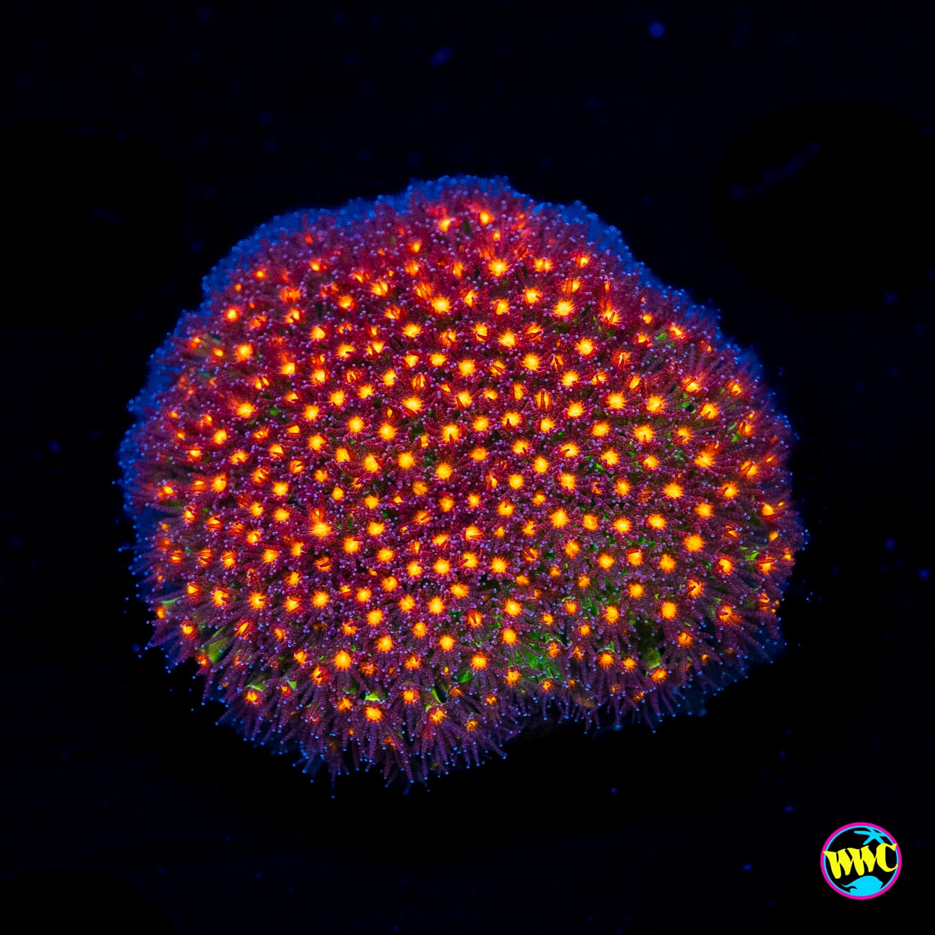 Jason Fox Sunset Stylocoeniella - Actinic Photo