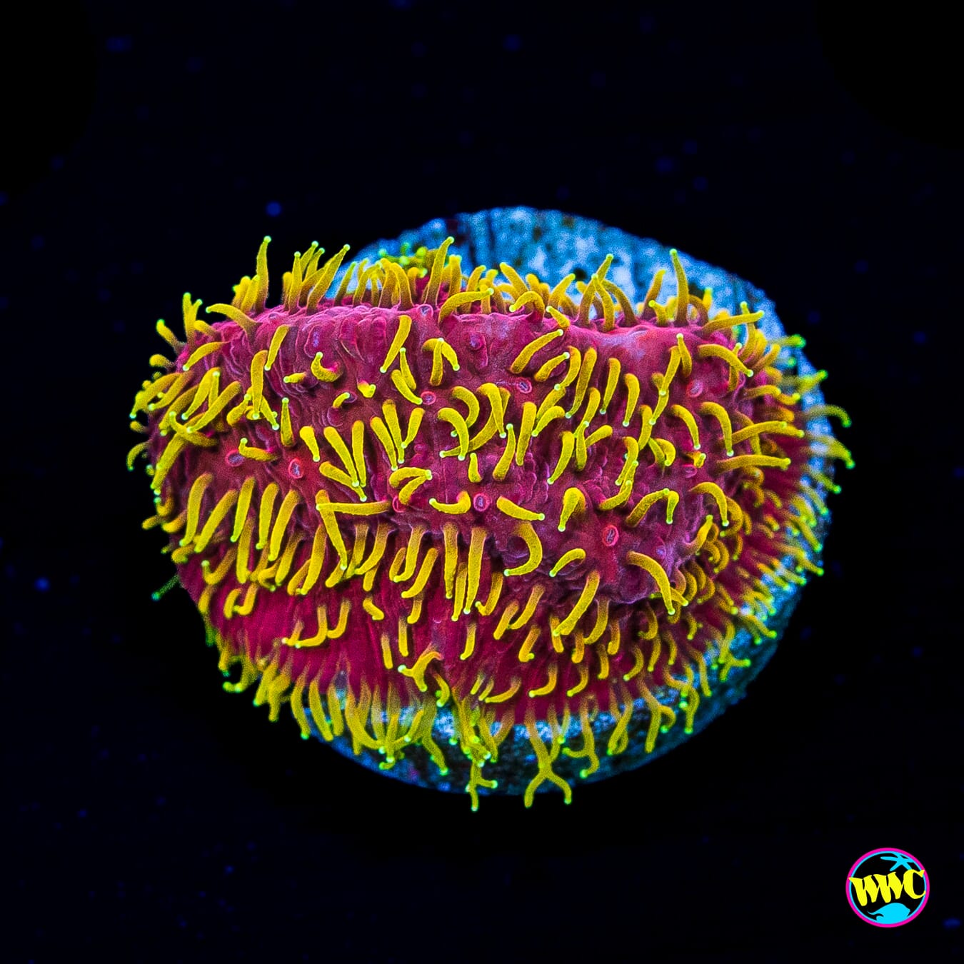 Jason Fox Freak Hair Lithophyllon - Actinic Photo