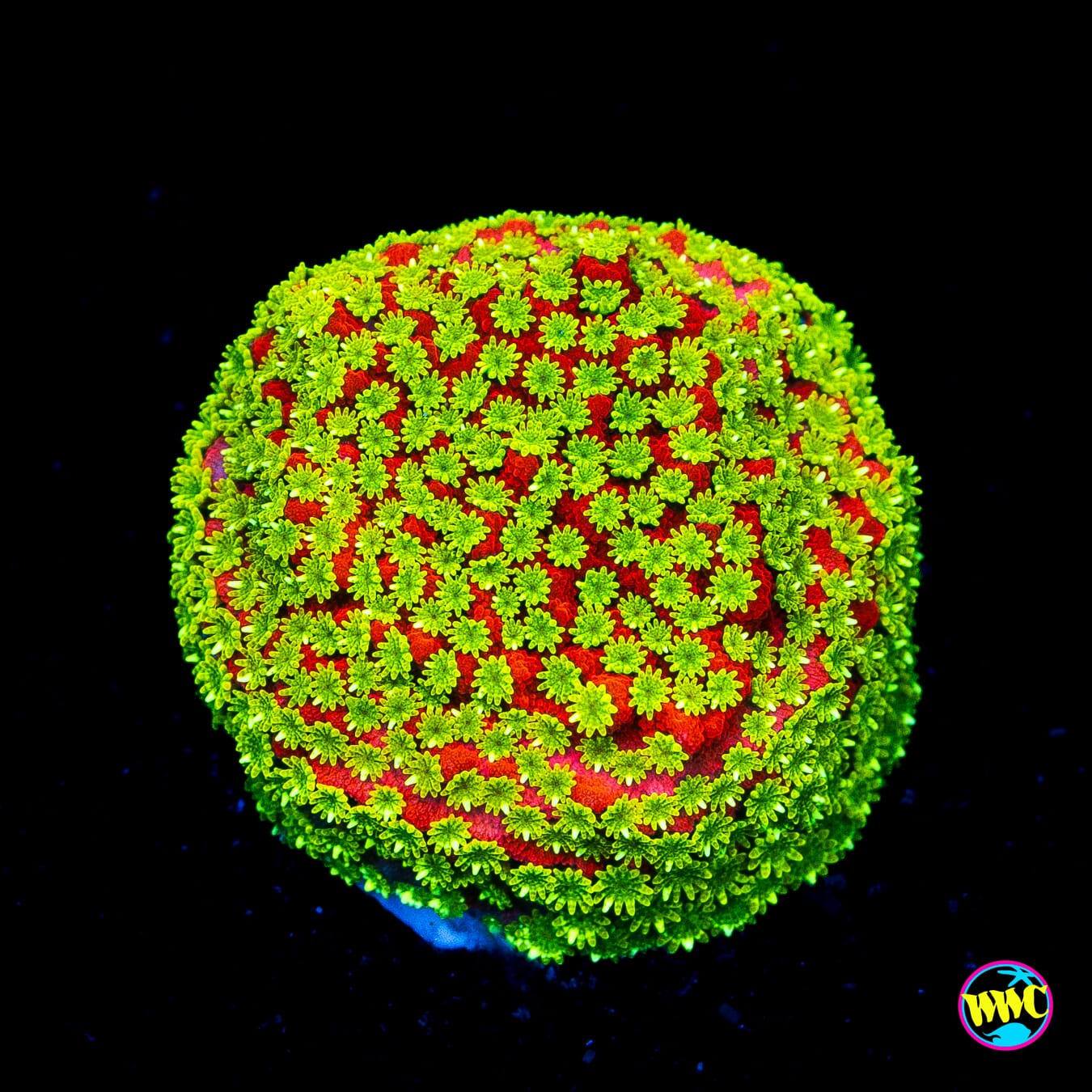 Tyree Sunset Montipora - Actinic Photo