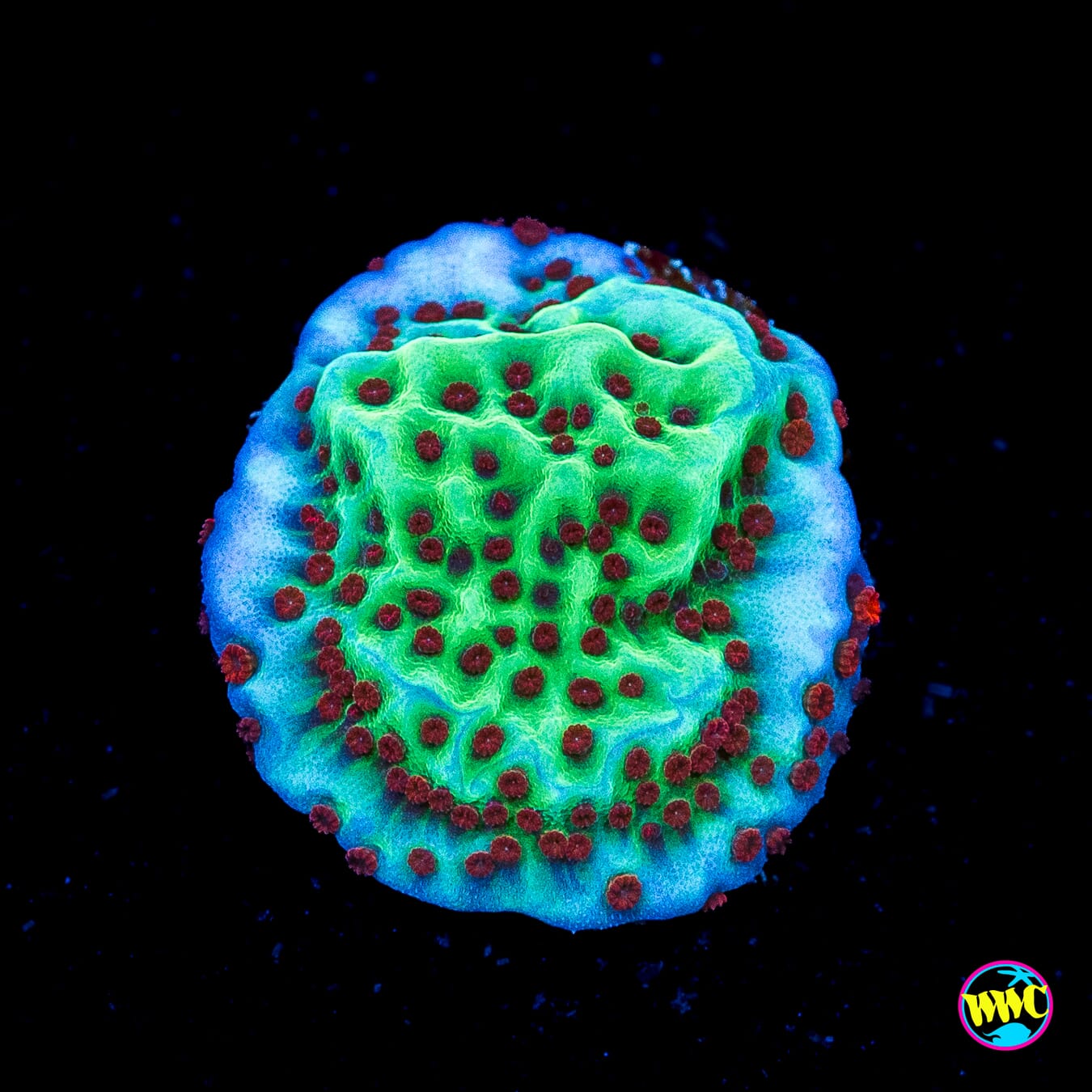 Jedi Mind Trick Montipora - Actinic Photo