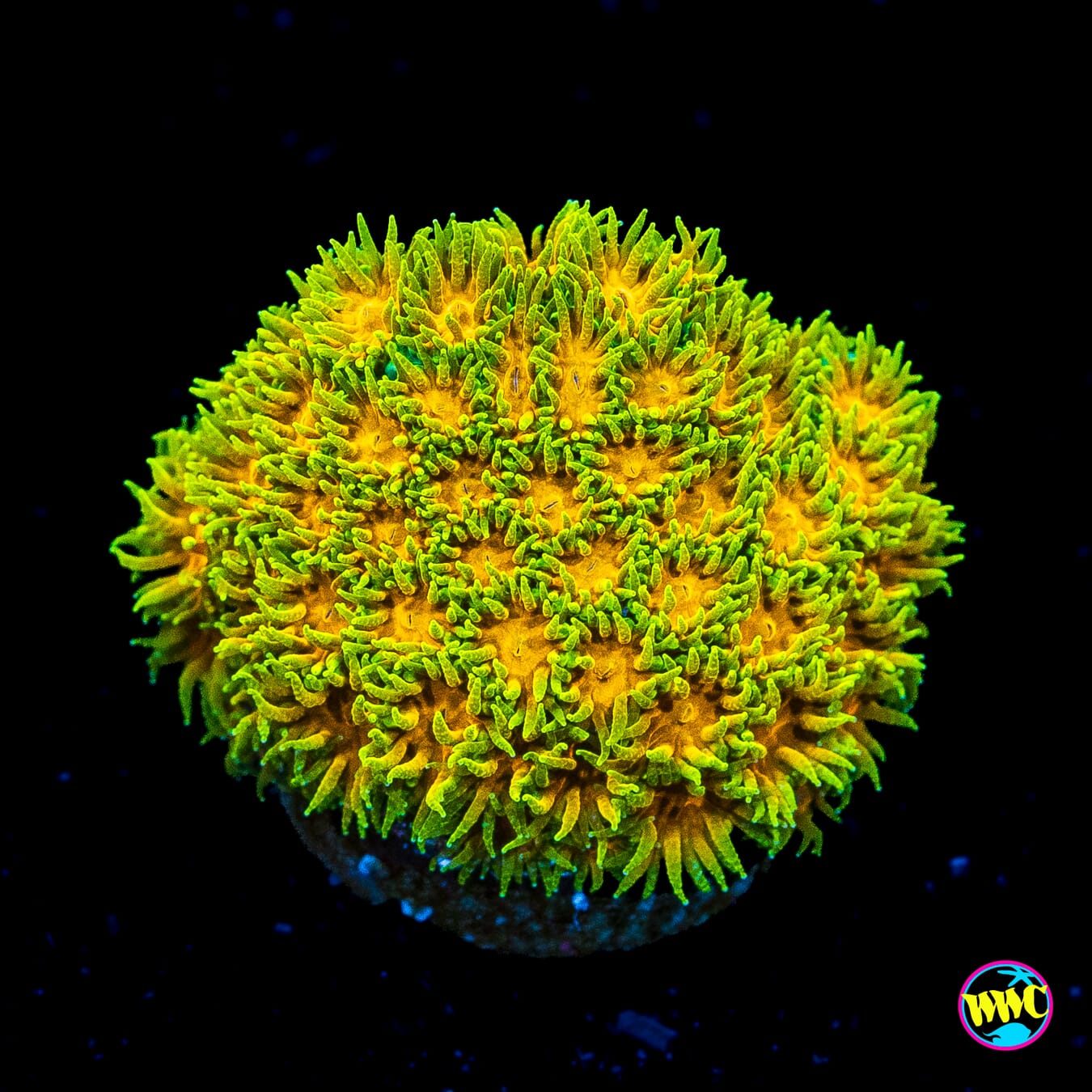 WWC Rogue Leptastrea - Actinic Photo