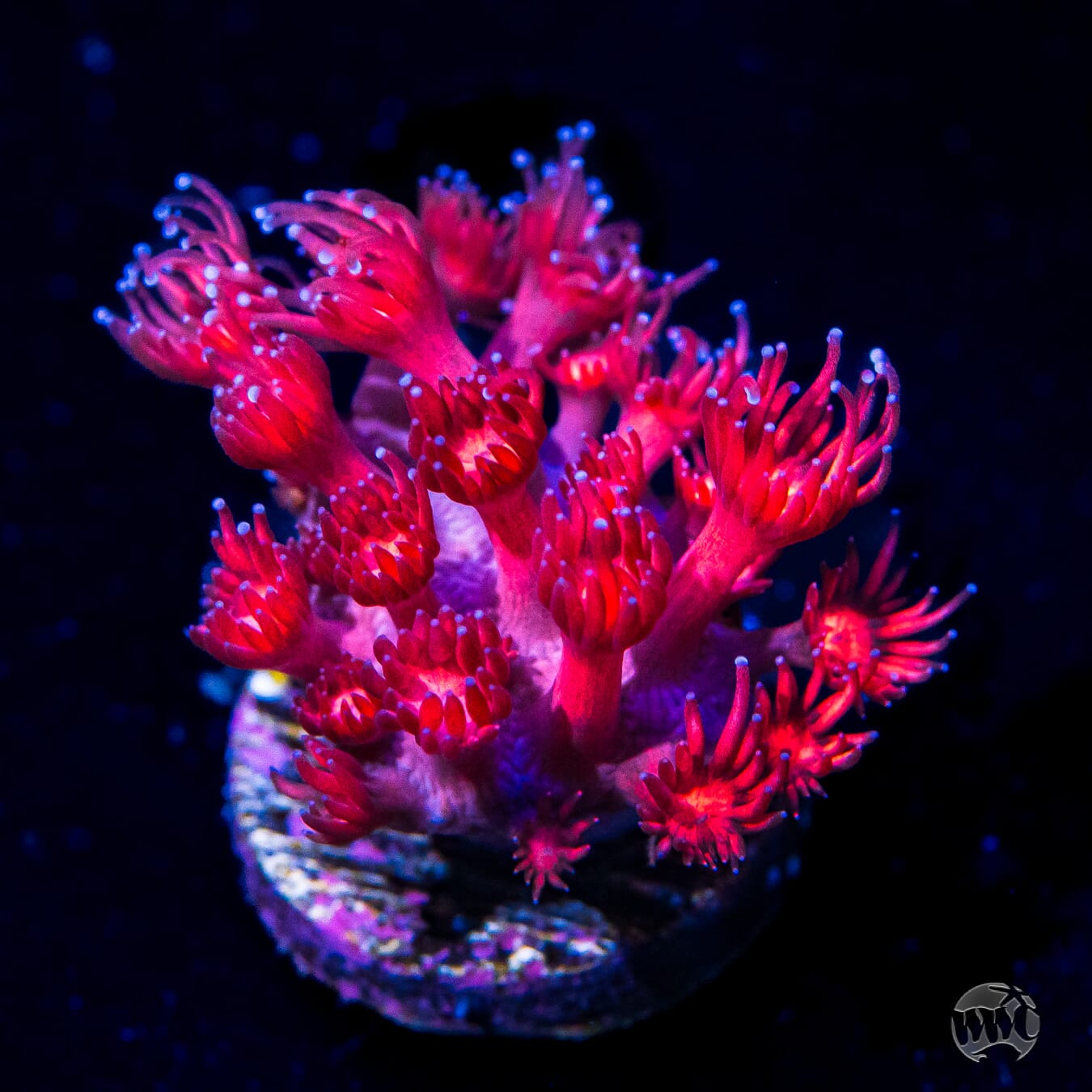 WWC Cherry Red Goniopora - Daylight Photo