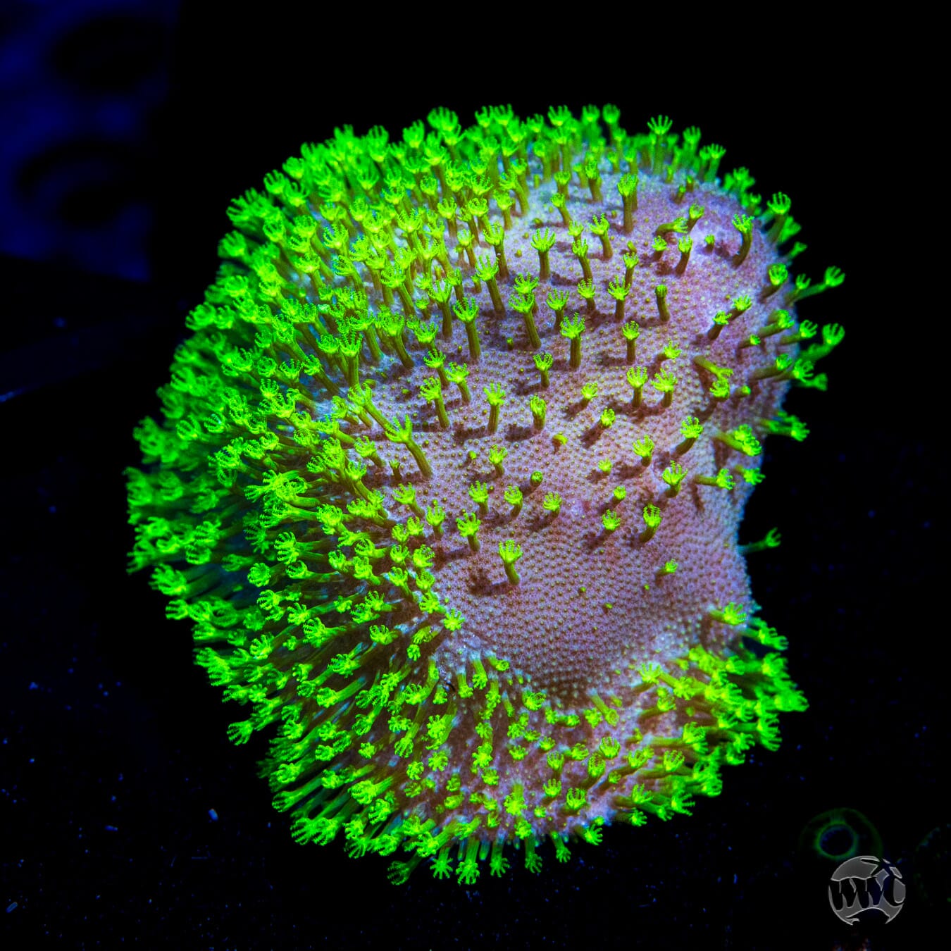 WWC Neon Polyp Toadstool Leather - Daylight Photo