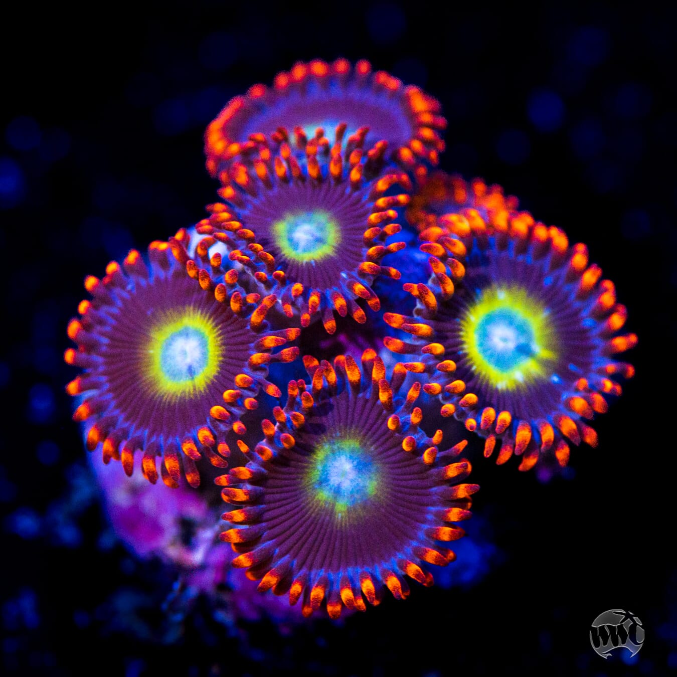 Circus Zoanthids
