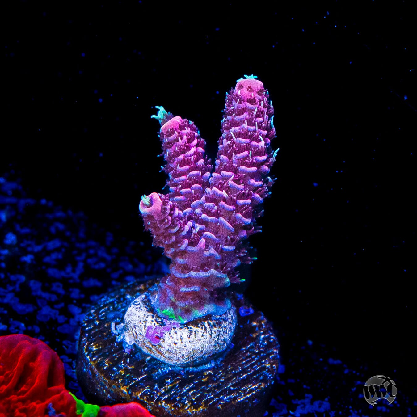 WWC Queen of Hearts Mille Acropora - Daylight Photo