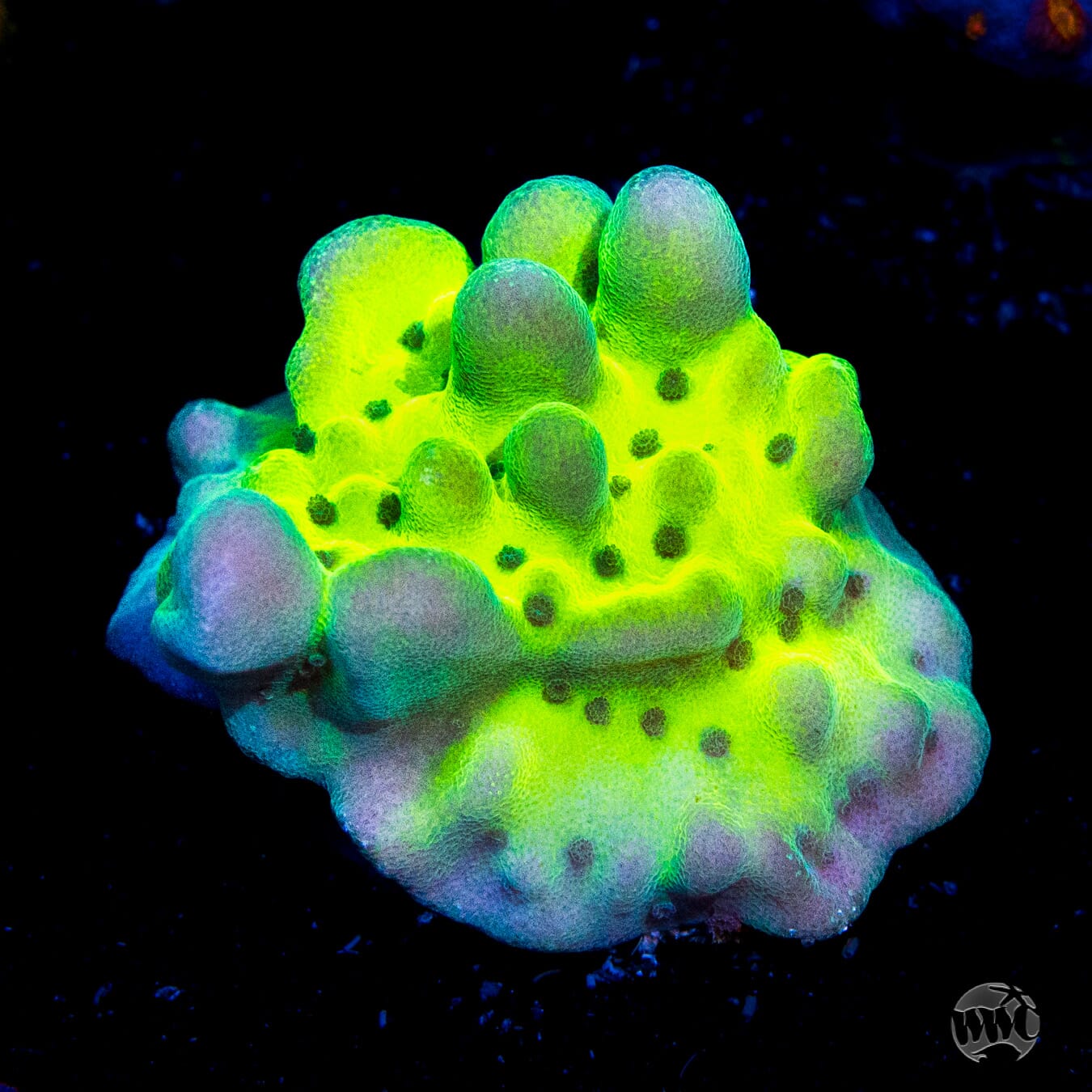 WWC Lucky Charms Montipora - Daylight Photo