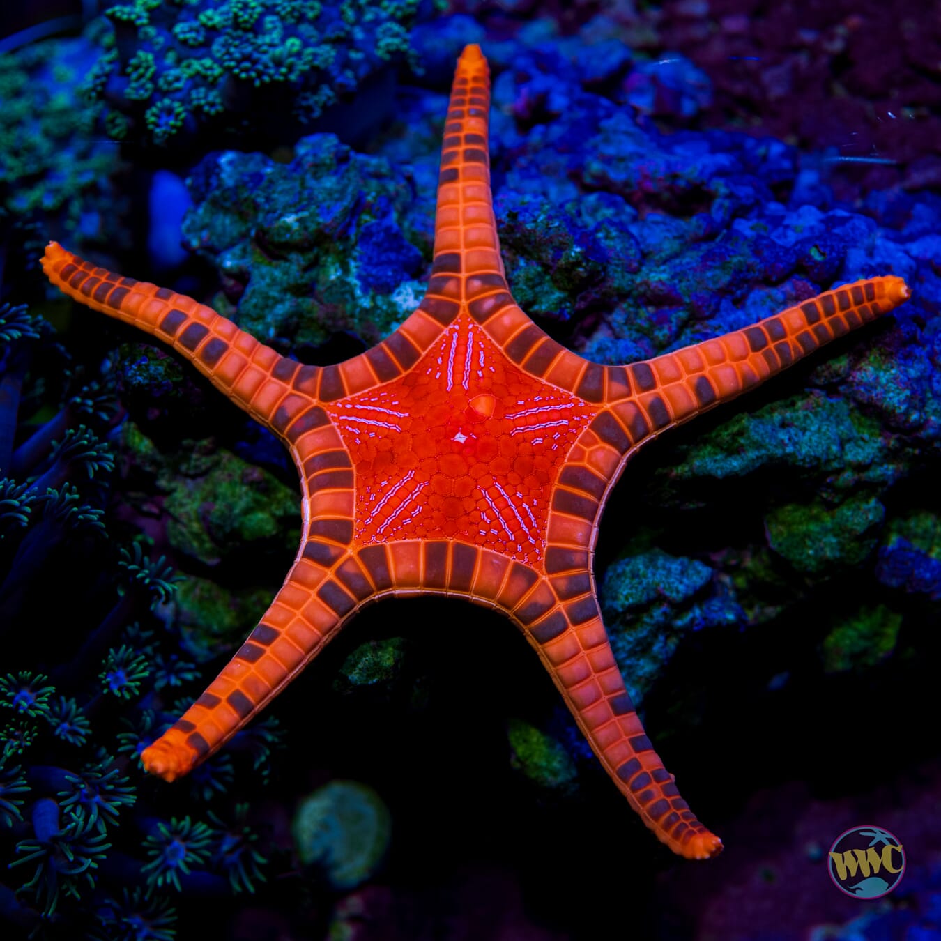 Double Starfish (WYSIWYG) #2 - Daylight Photo