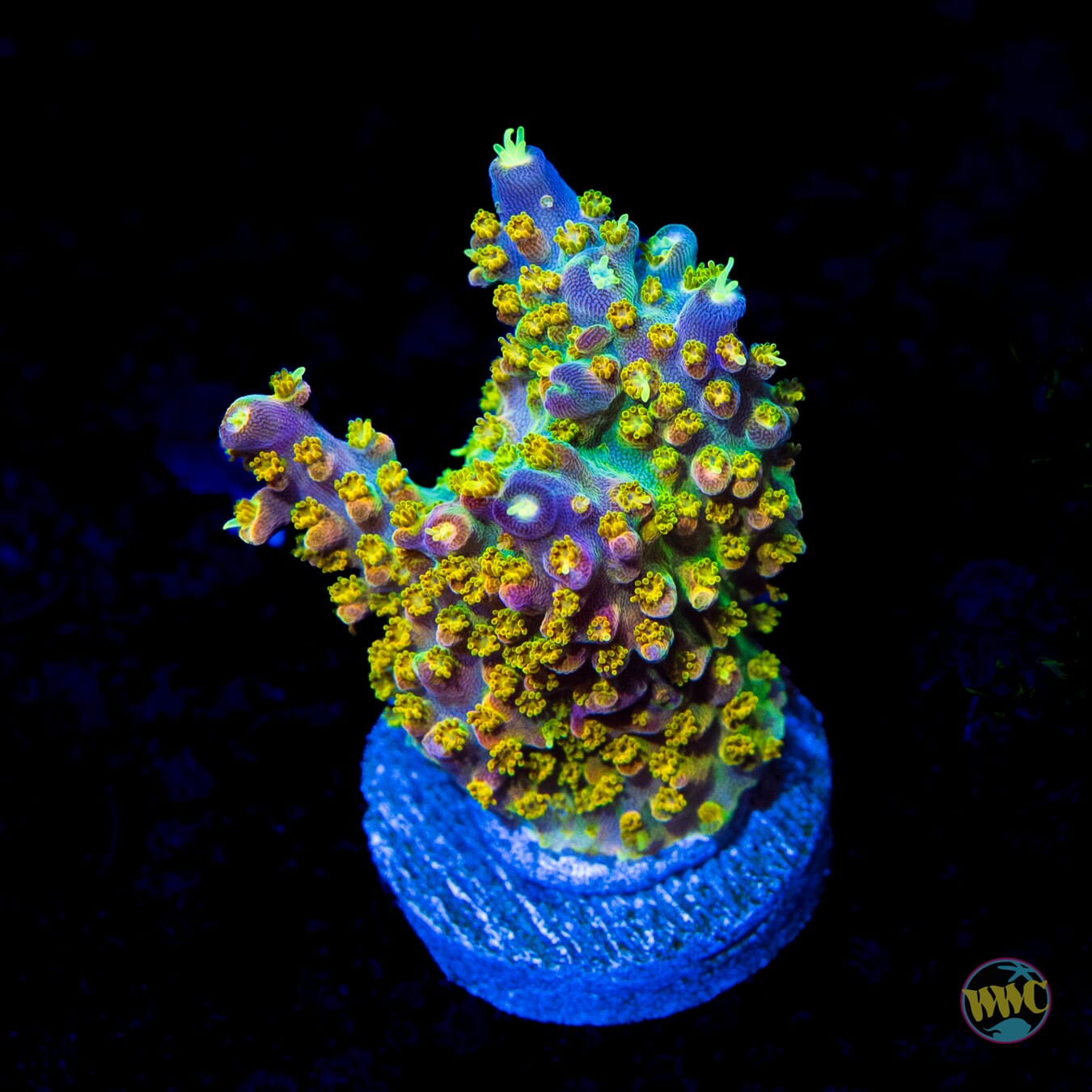 Paletta Pink Tip Acropora - Daylight Photo