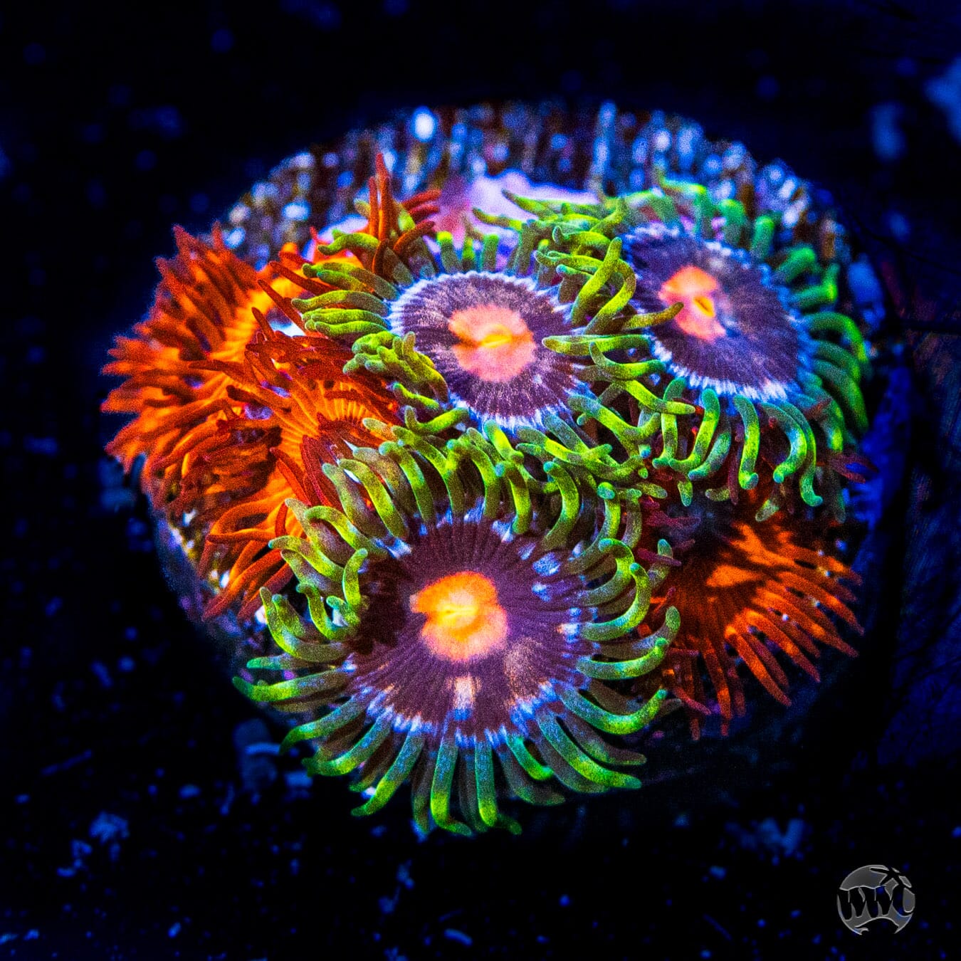 WWC Sweet Tooth and Blondies Zoanthids - Daylight Photo