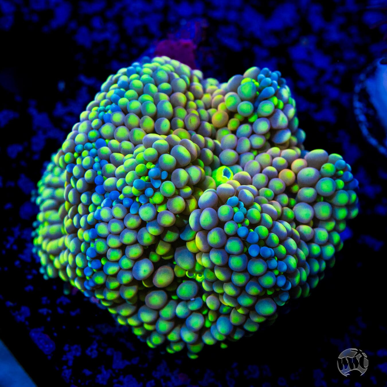 Sour Rainbow WIlly Ricordea Mushroom Coral - Daylight Photo