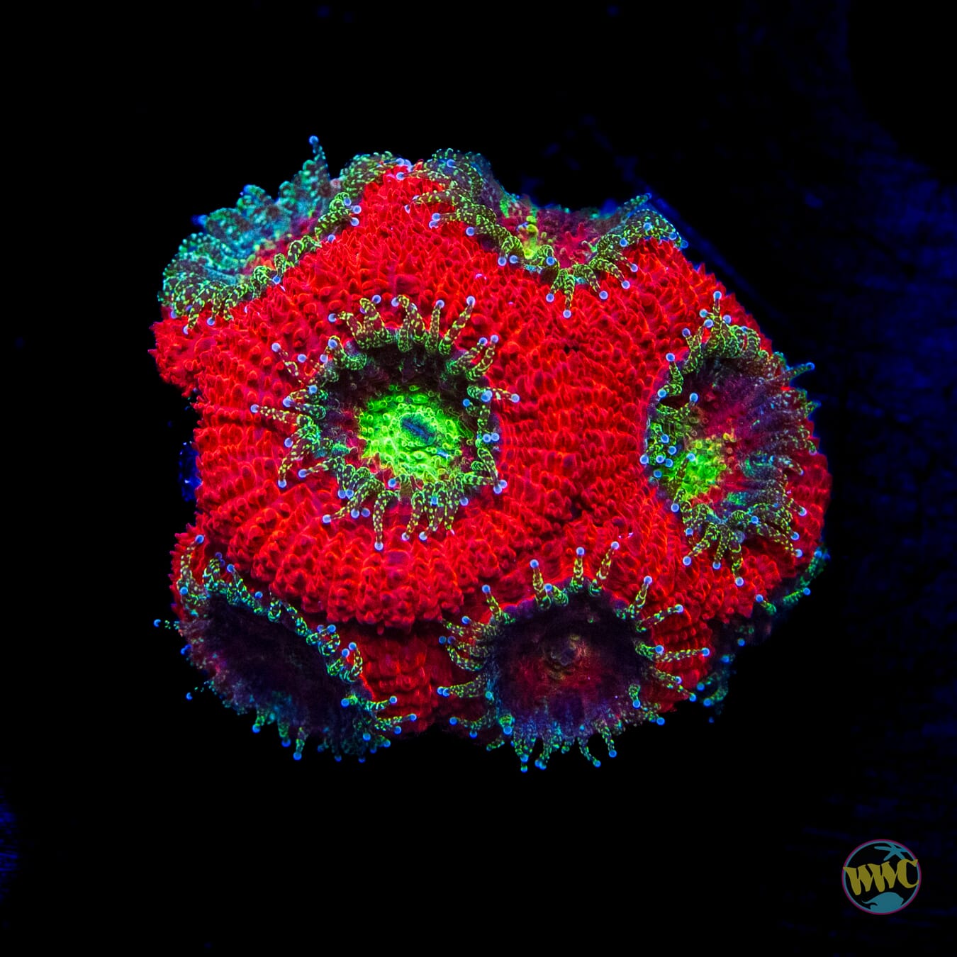 WWC Holiday Micromussa - Daylight Photo