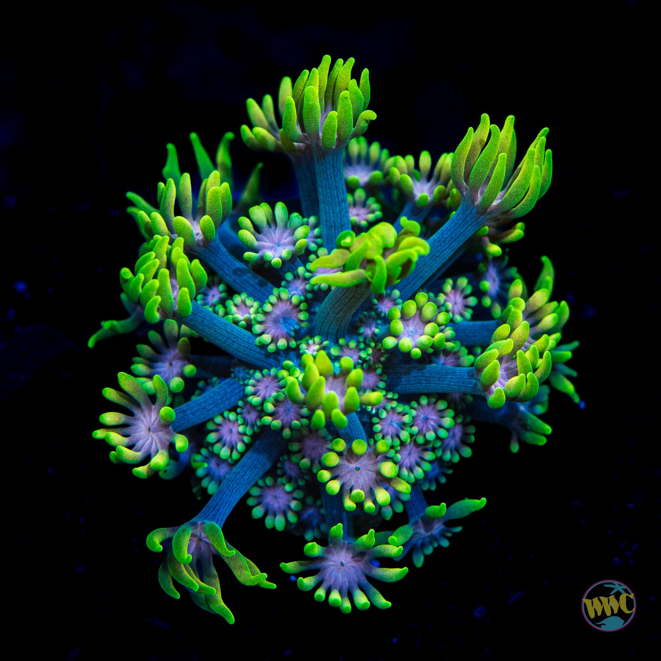 WWC Irish Spring Alveopora - Daylight Photo